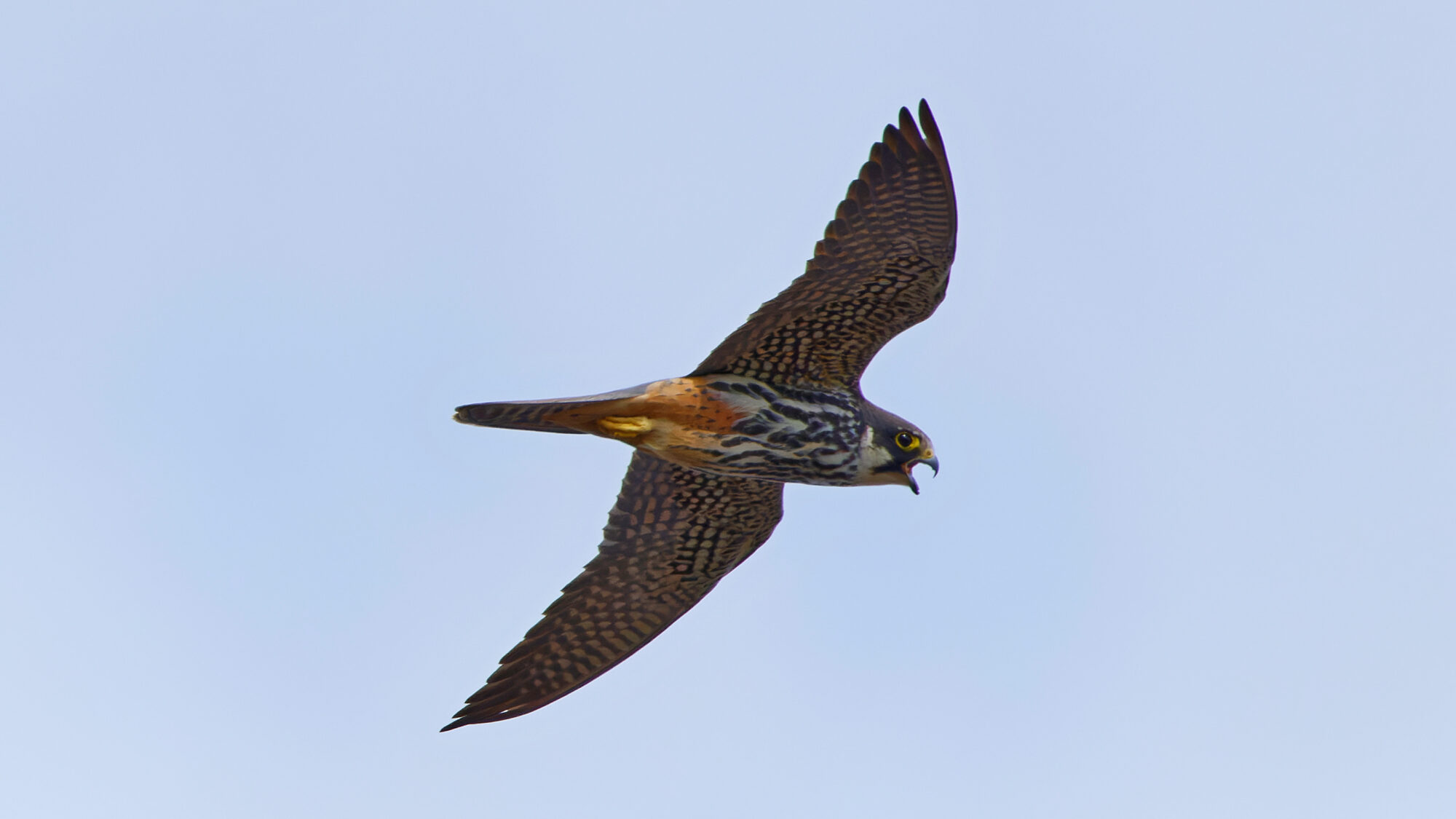 Valokuvaaja: TOMMI KUJALA Valokuvaaja: TOMMI KUJALA