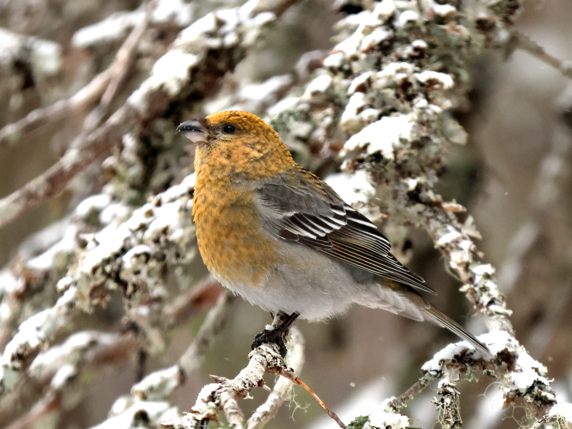Valokuvaaja: Jyrki Kuivalainen