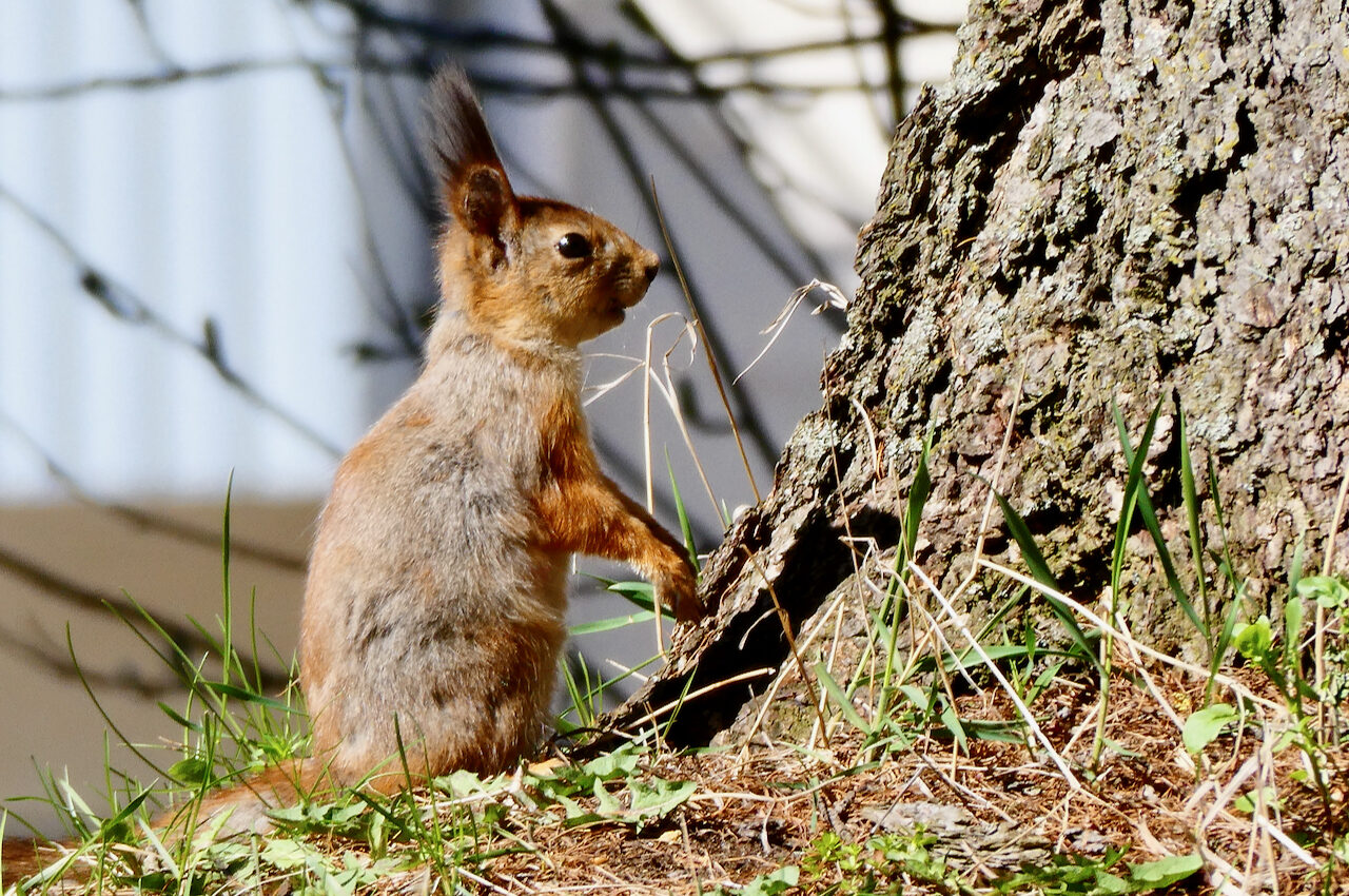 Valokuvaaja: Liisa Niiva-Korpela
