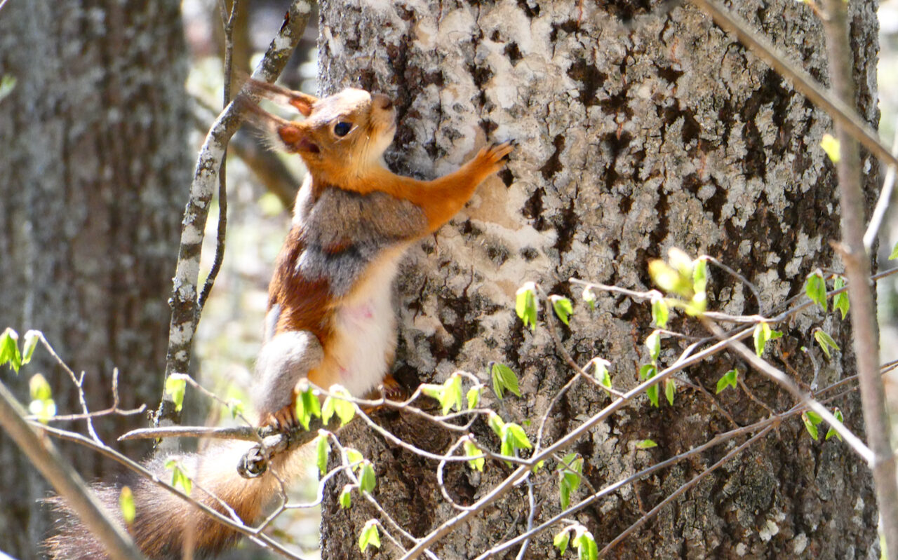 Valokuvaaja: Liisa Niiva-Korpela