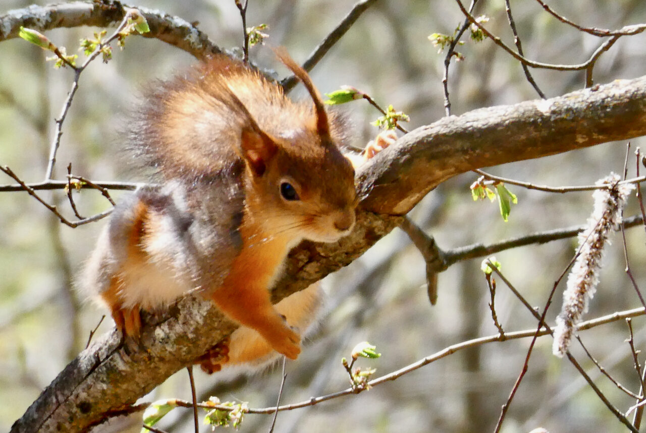 Valokuvaaja: Liisa Niiva-Korpela