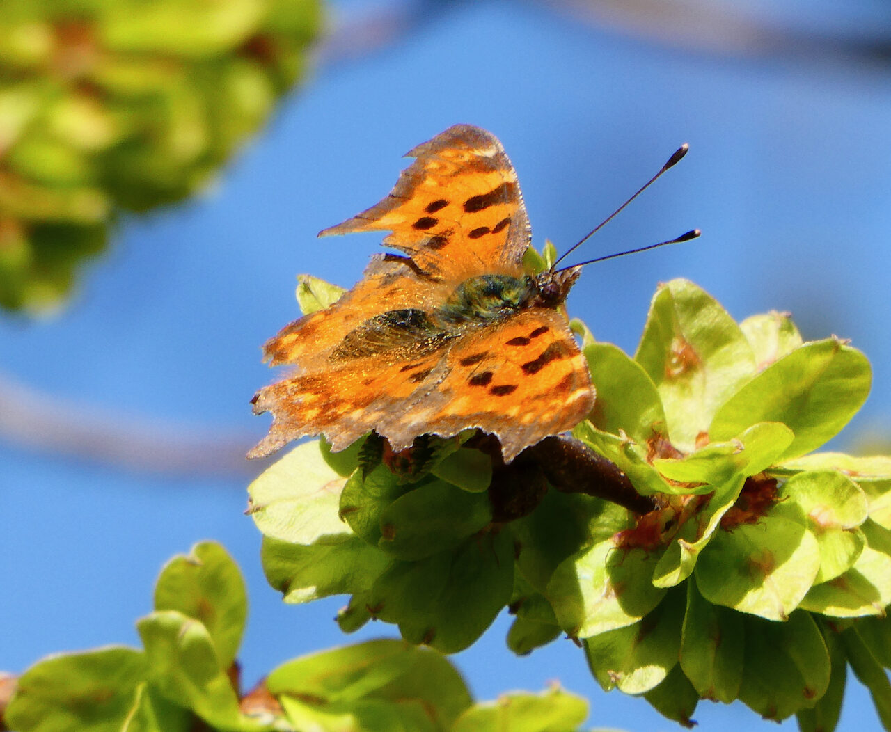 Valokuvaaja: Liisa Niiva-Korpela
