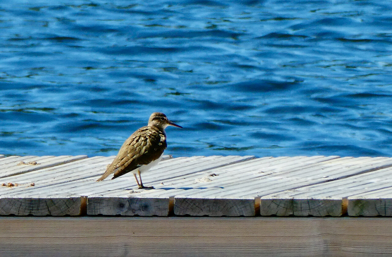 Valokuvaaja: Liisa Niiva-Korpela