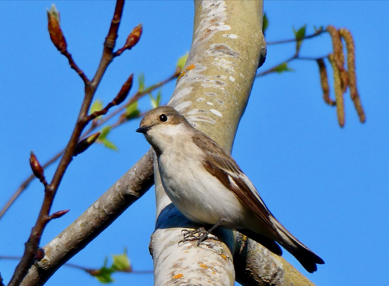 Valokuvaaja: Liisa Niiva-Korpela