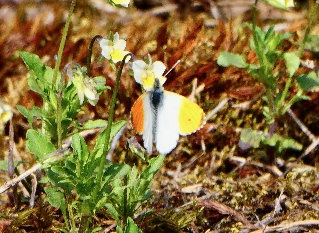 Valokuvaaja: Liisa Niiva-Korpela