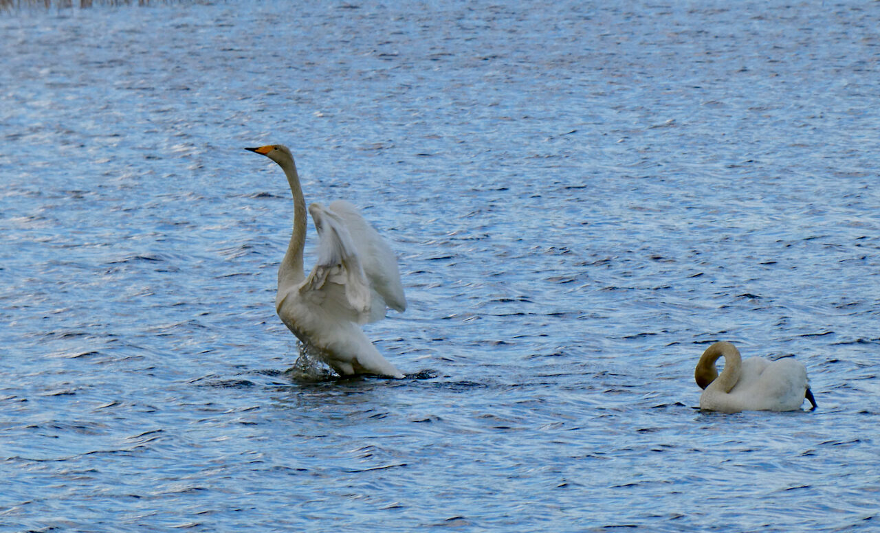 Valokuvaaja: Liisa Niiva-Korpela Valokuvaaja: Liisa Niiva-Korpela