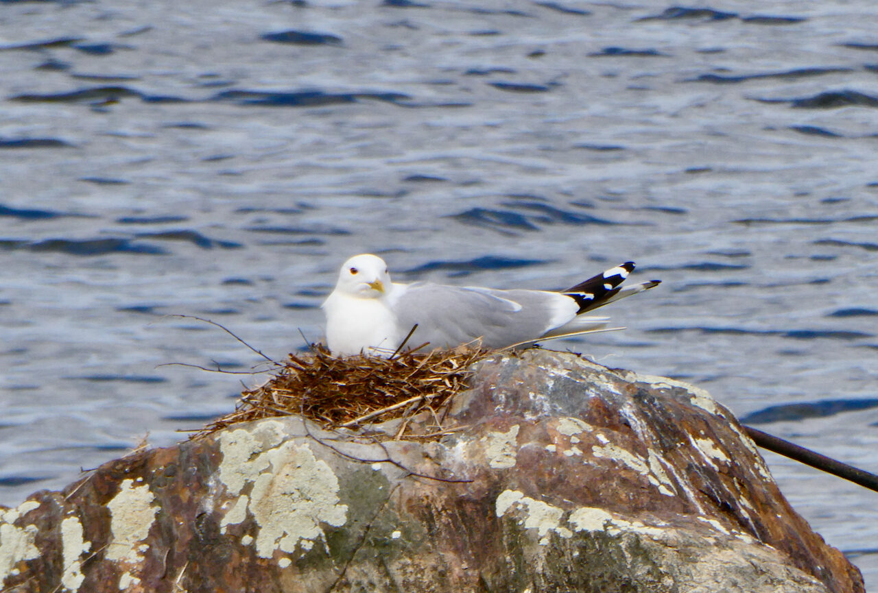 Valokuvaaja: Liisa Niiva-Korpela Valokuvaaja: Liisa Niiva-Korpela