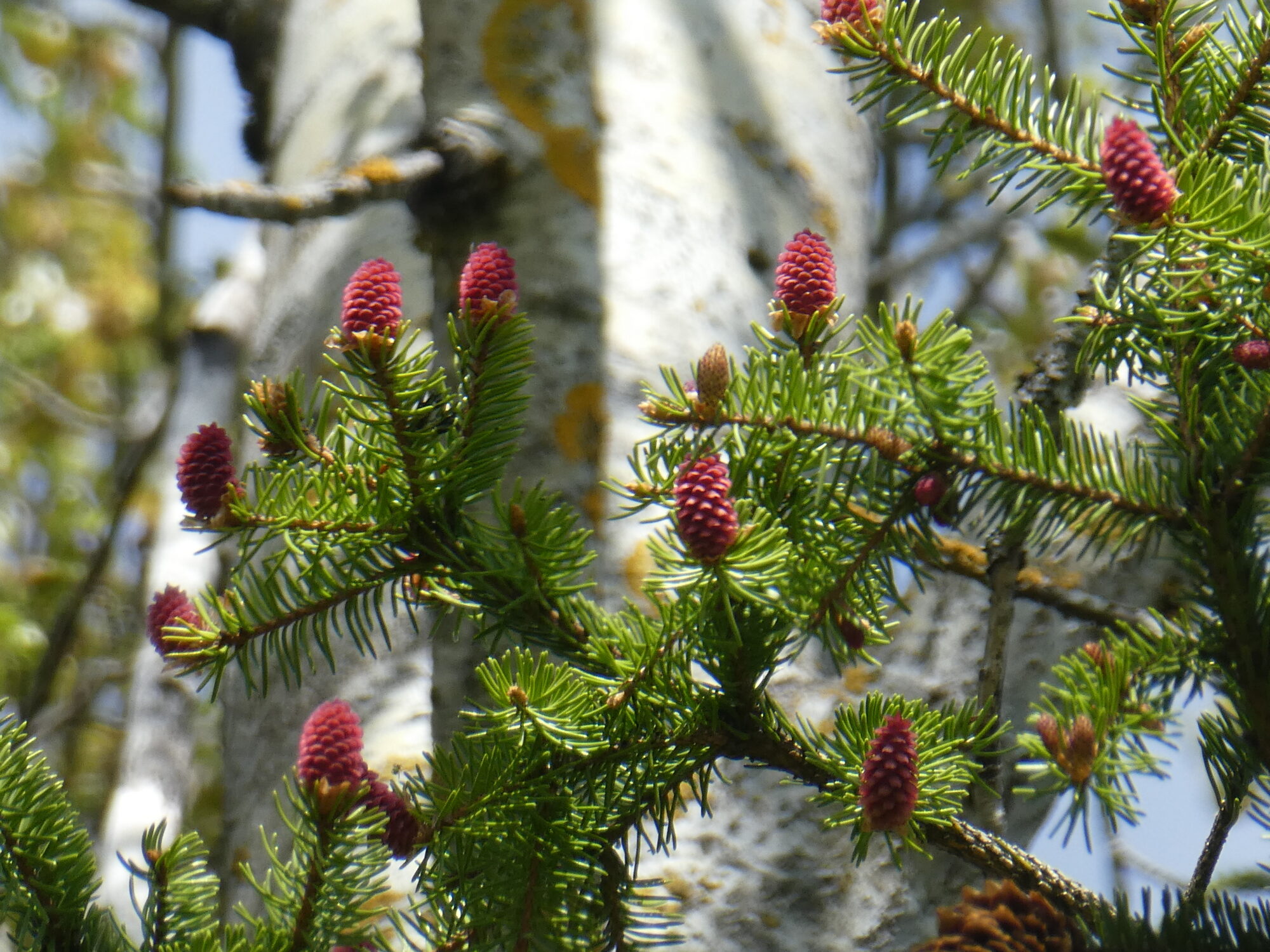 Valokuvaaja: Anja Mustamaa