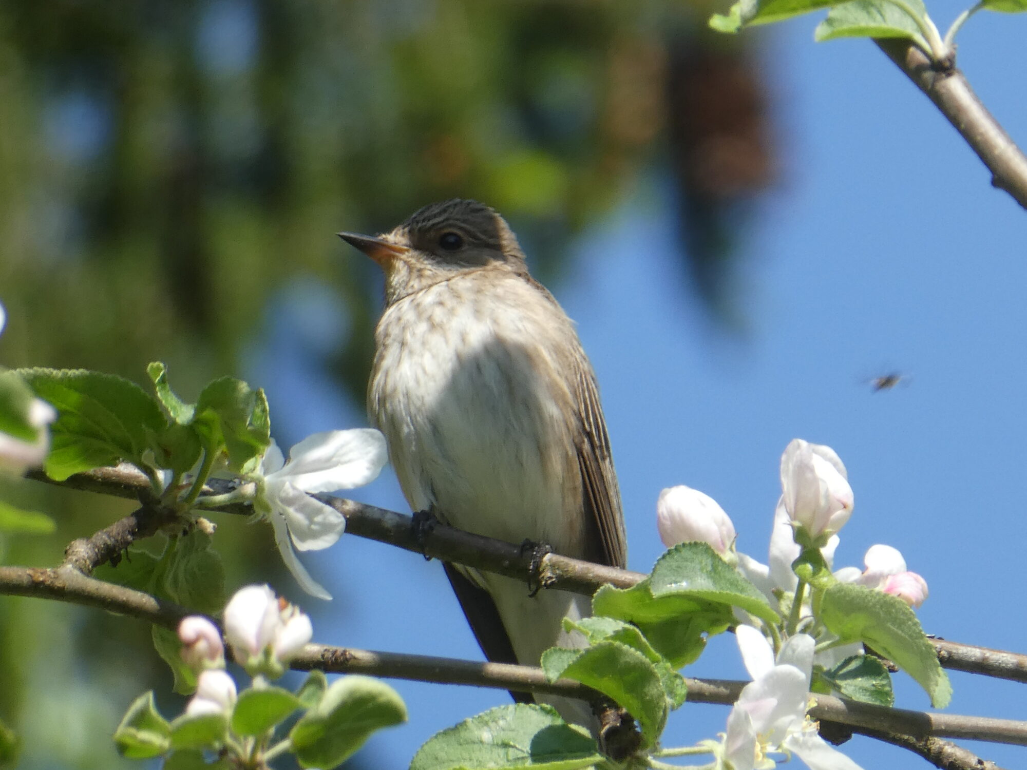Valokuvaaja: Anja Mustamaa
