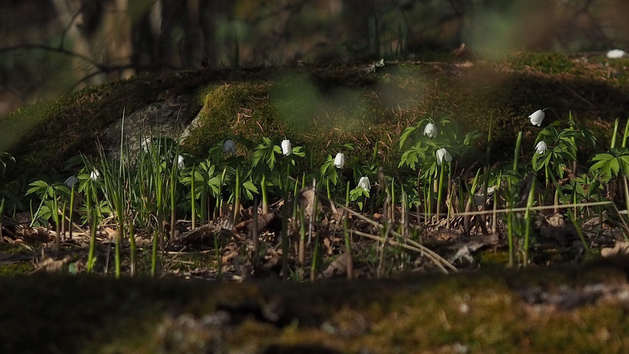 Valokuvaaja: Martti Valtonen