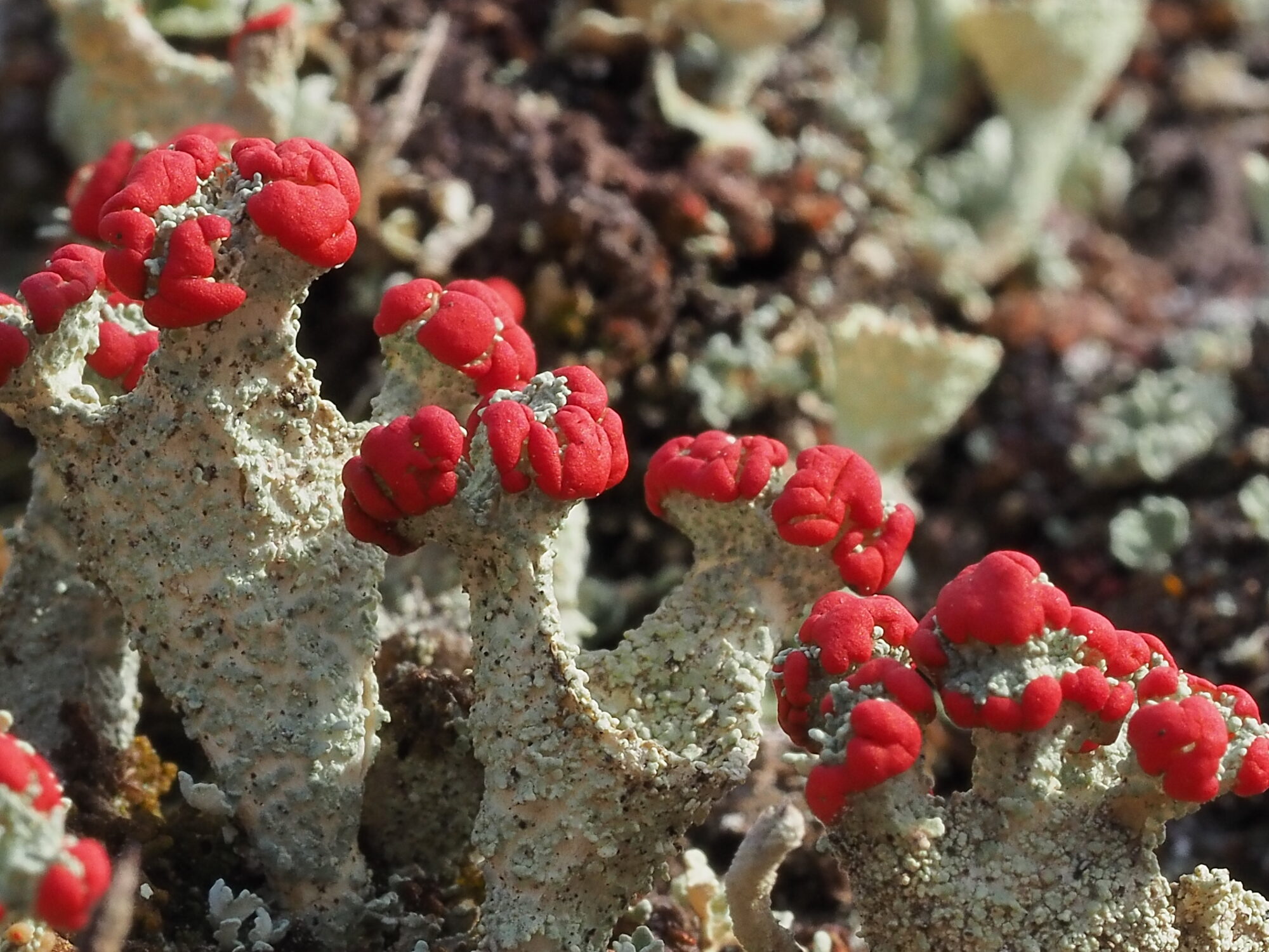 Valokuvaaja: Martti Valtonen