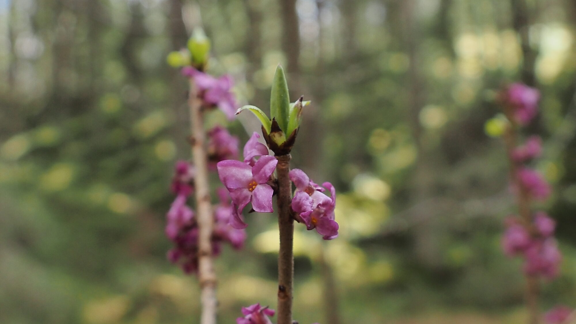 Valokuvaaja: Arja Valtonen