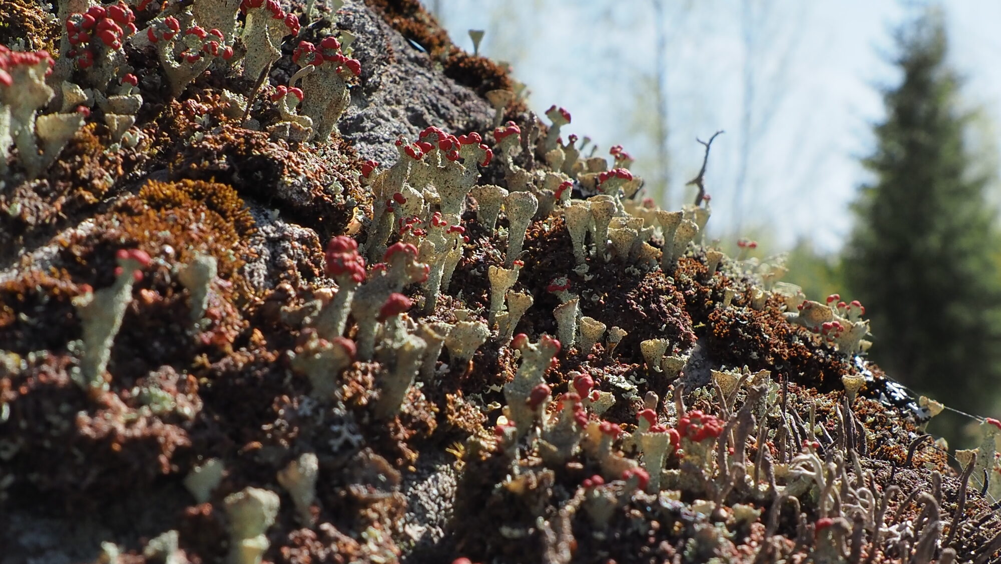 Valokuvaaja: Arja Valtonen