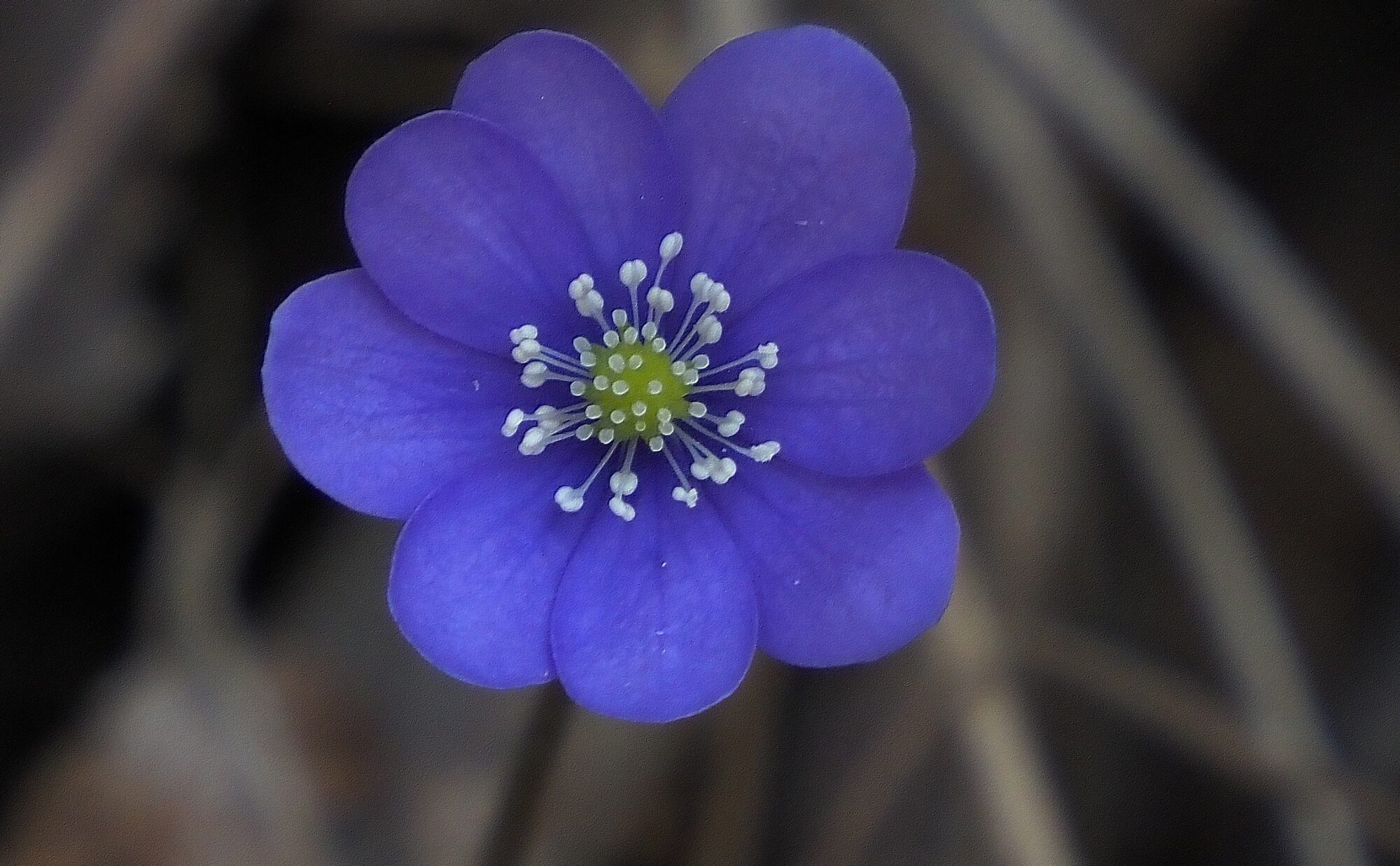 Valokuvaaja: Arja Valtonen