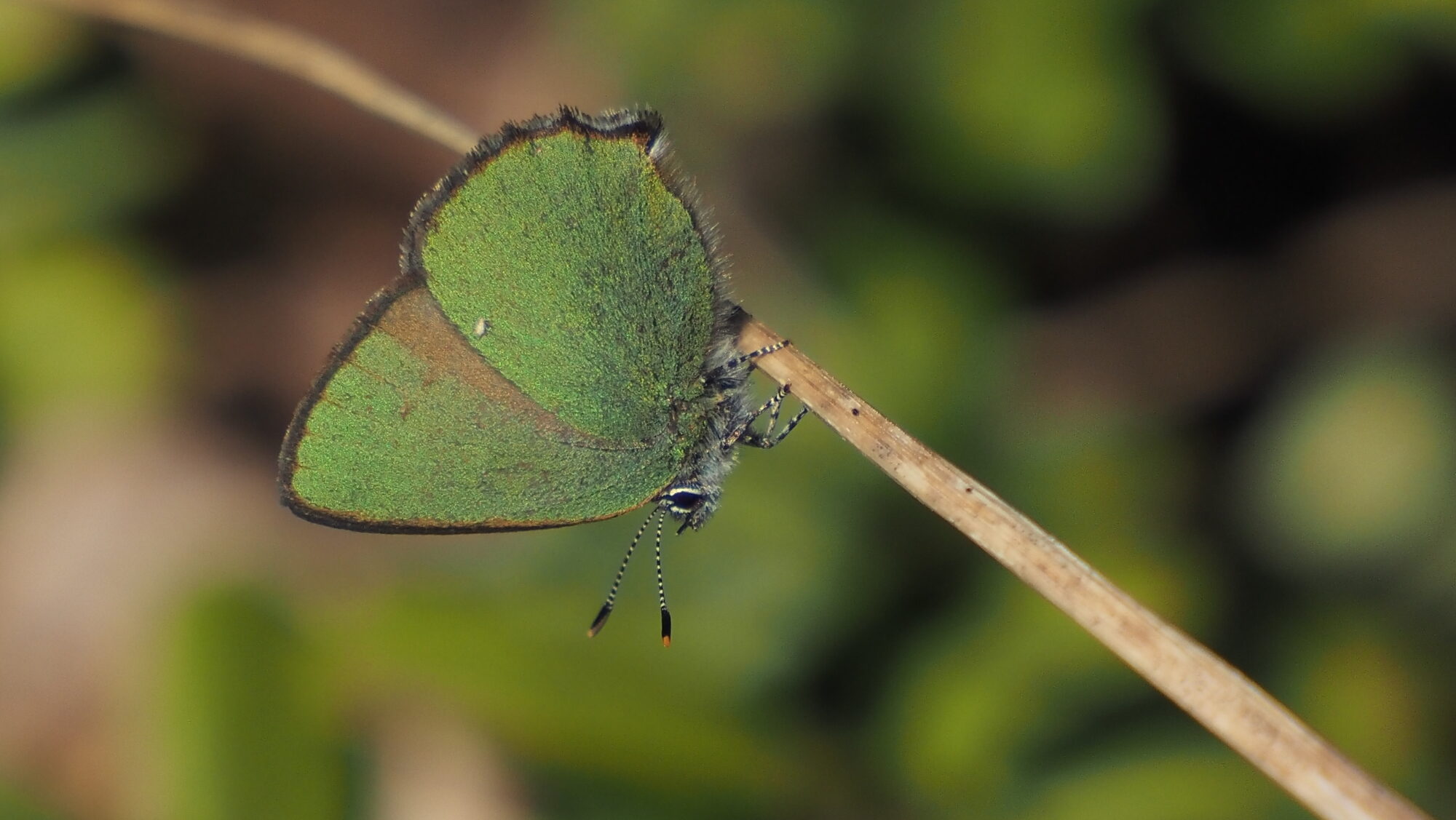 Valokuvaaja: Arja Valtonen
