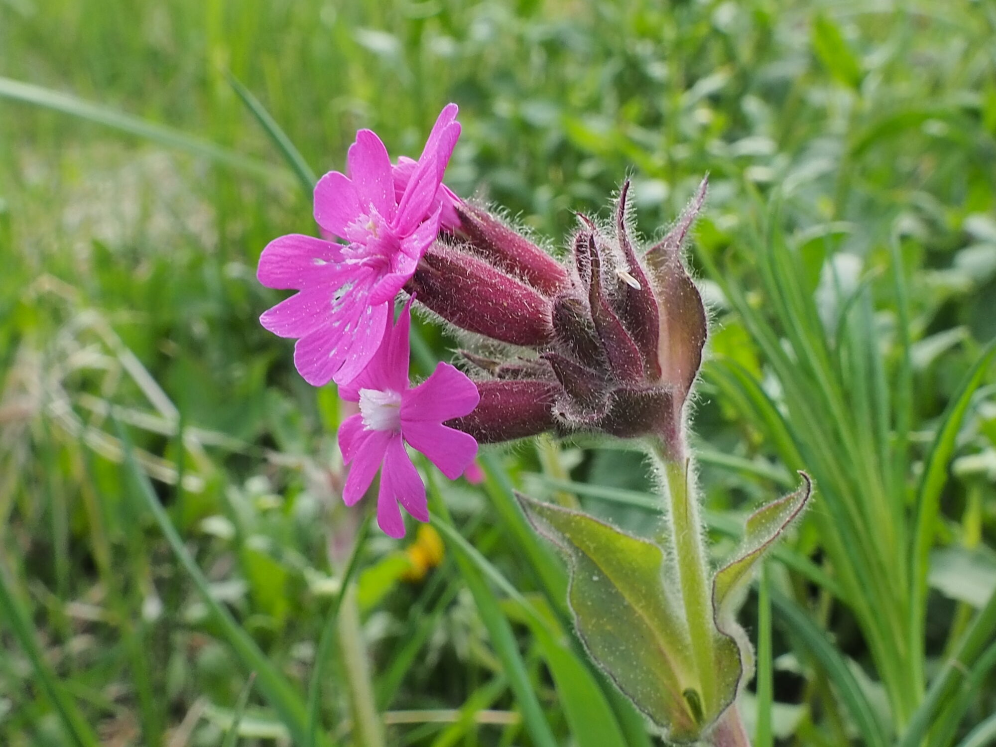 Valokuvaaja: Martti Valtonen