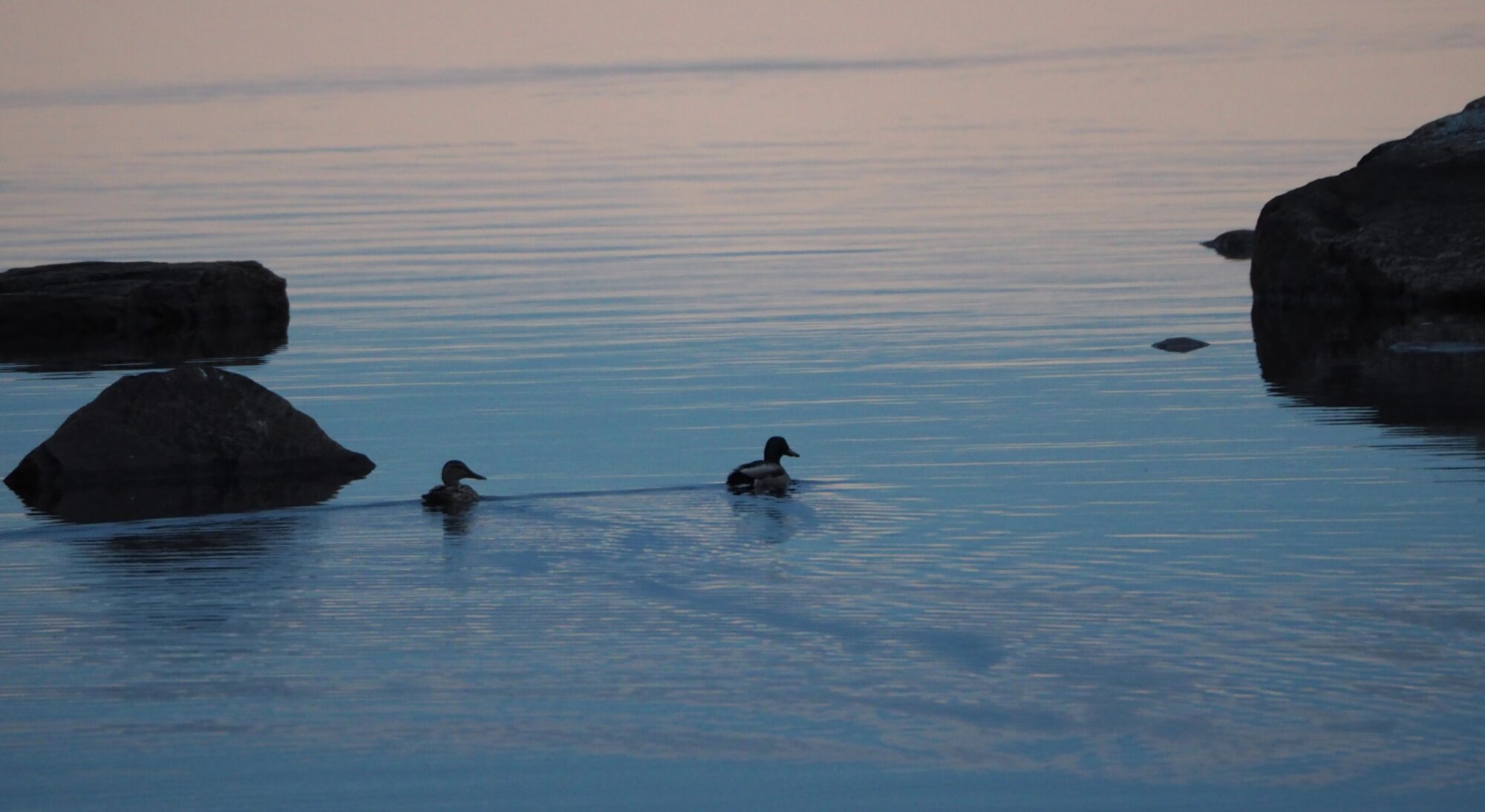 Valokuvaaja: Pekka Laukkanen