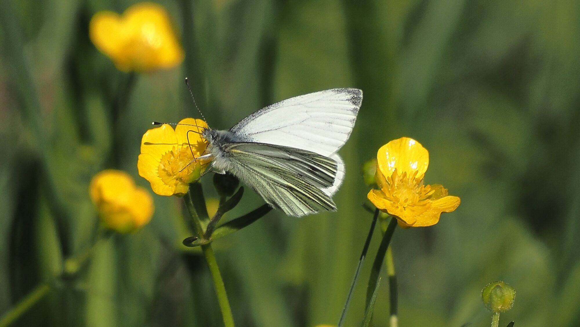 Valokuvaaja: Arja Valtonen
