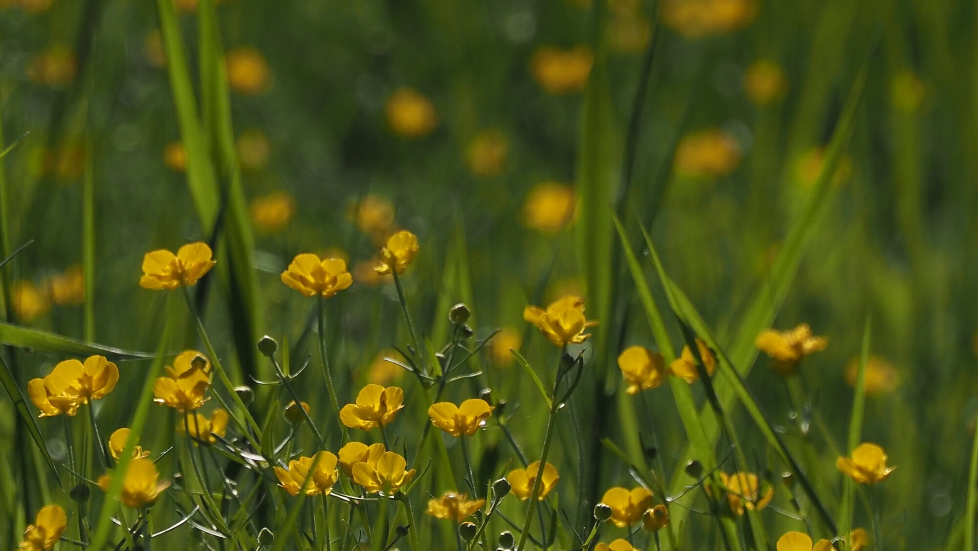 Valokuvaaja: Arja Valtonen