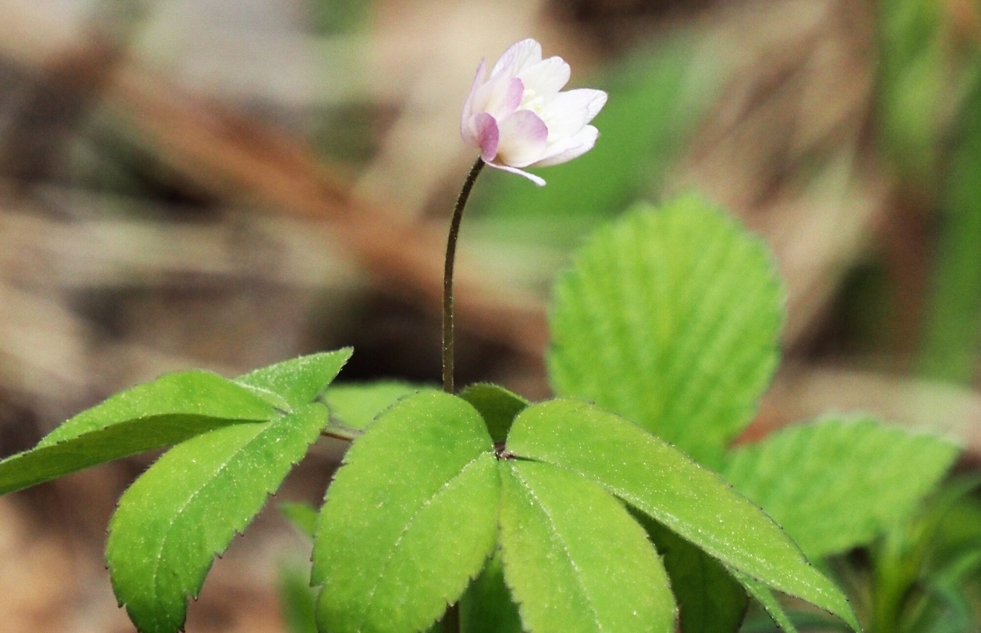 Valokuvaaja: Arja Valtonen
