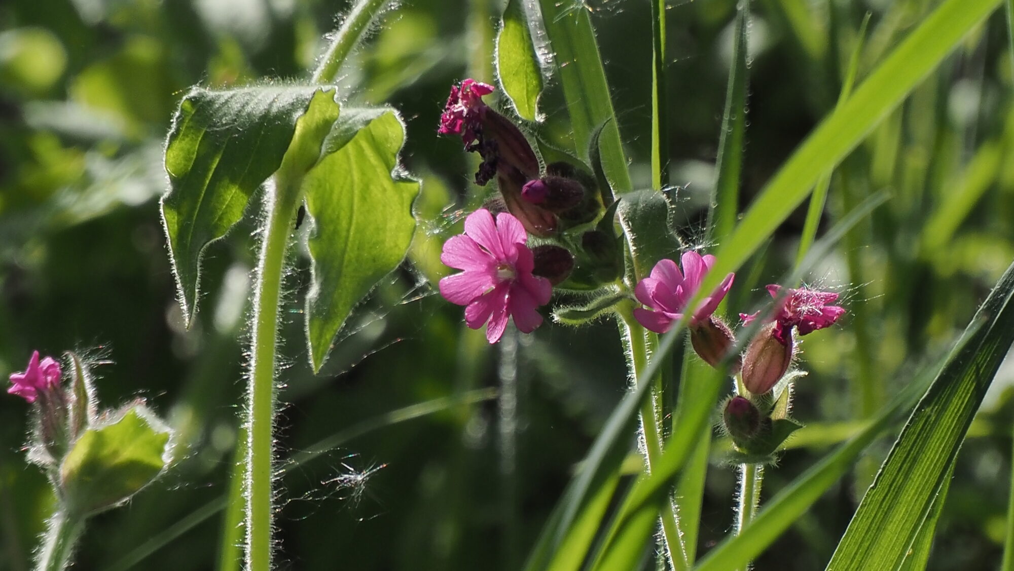 Valokuvaaja: Arja Valtonen
