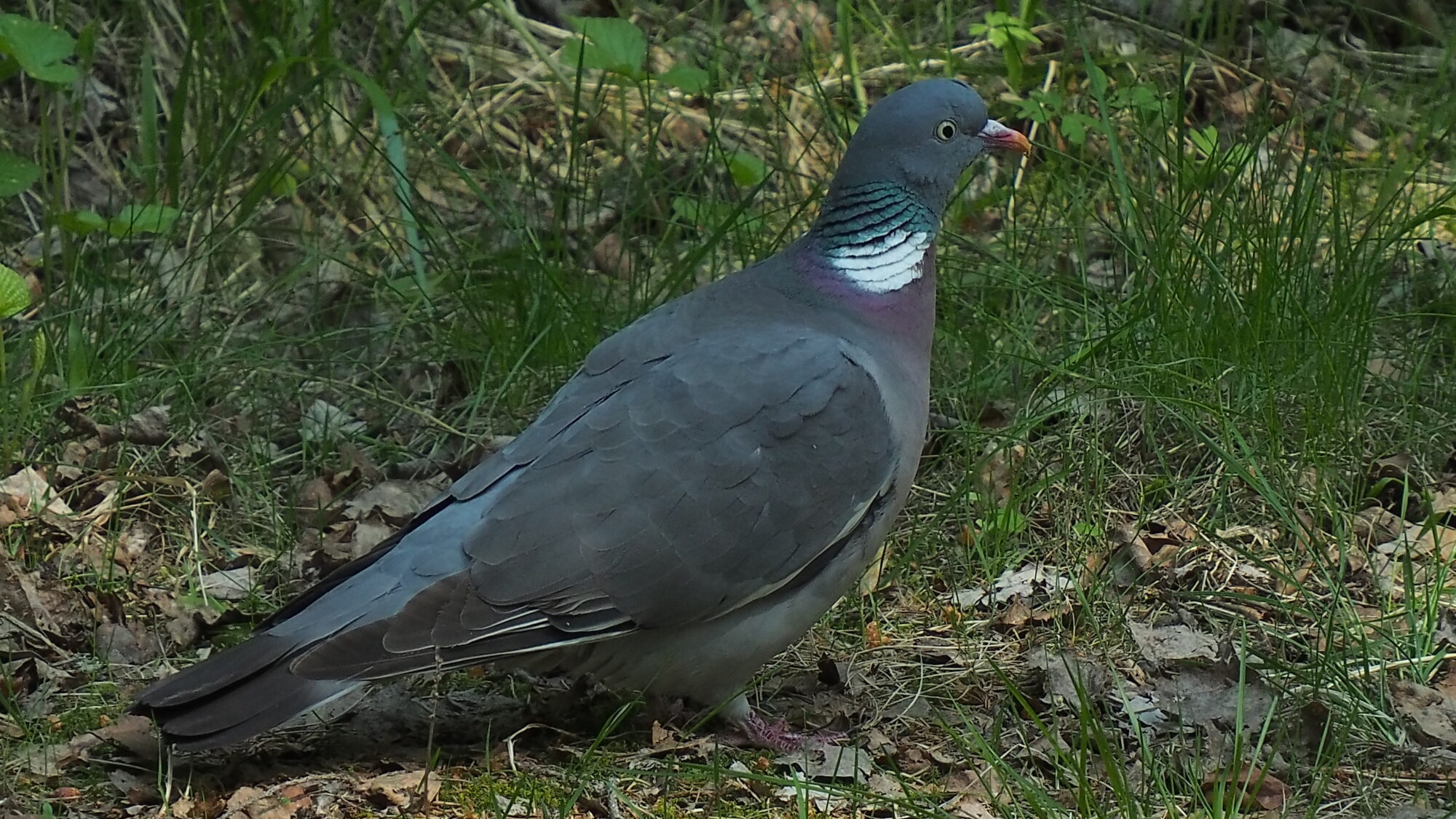 Valokuvaaja: Martti Valtonen