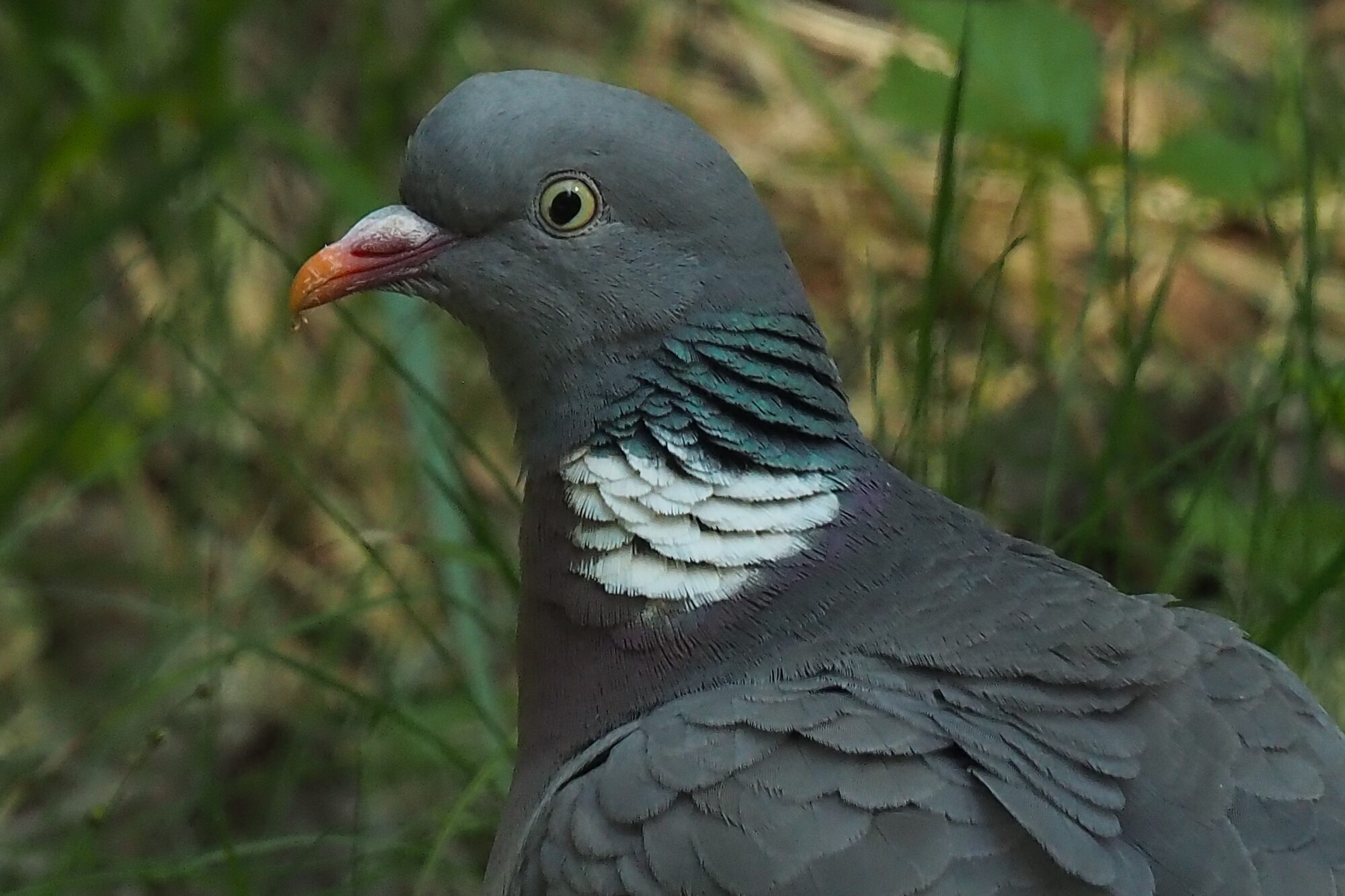 Valokuvaaja: Martti Valtonen