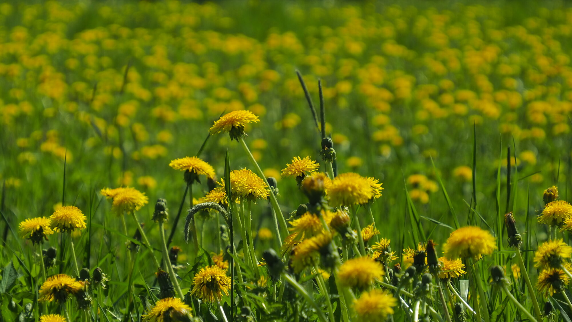 Valokuvaaja: Martti Valtonen