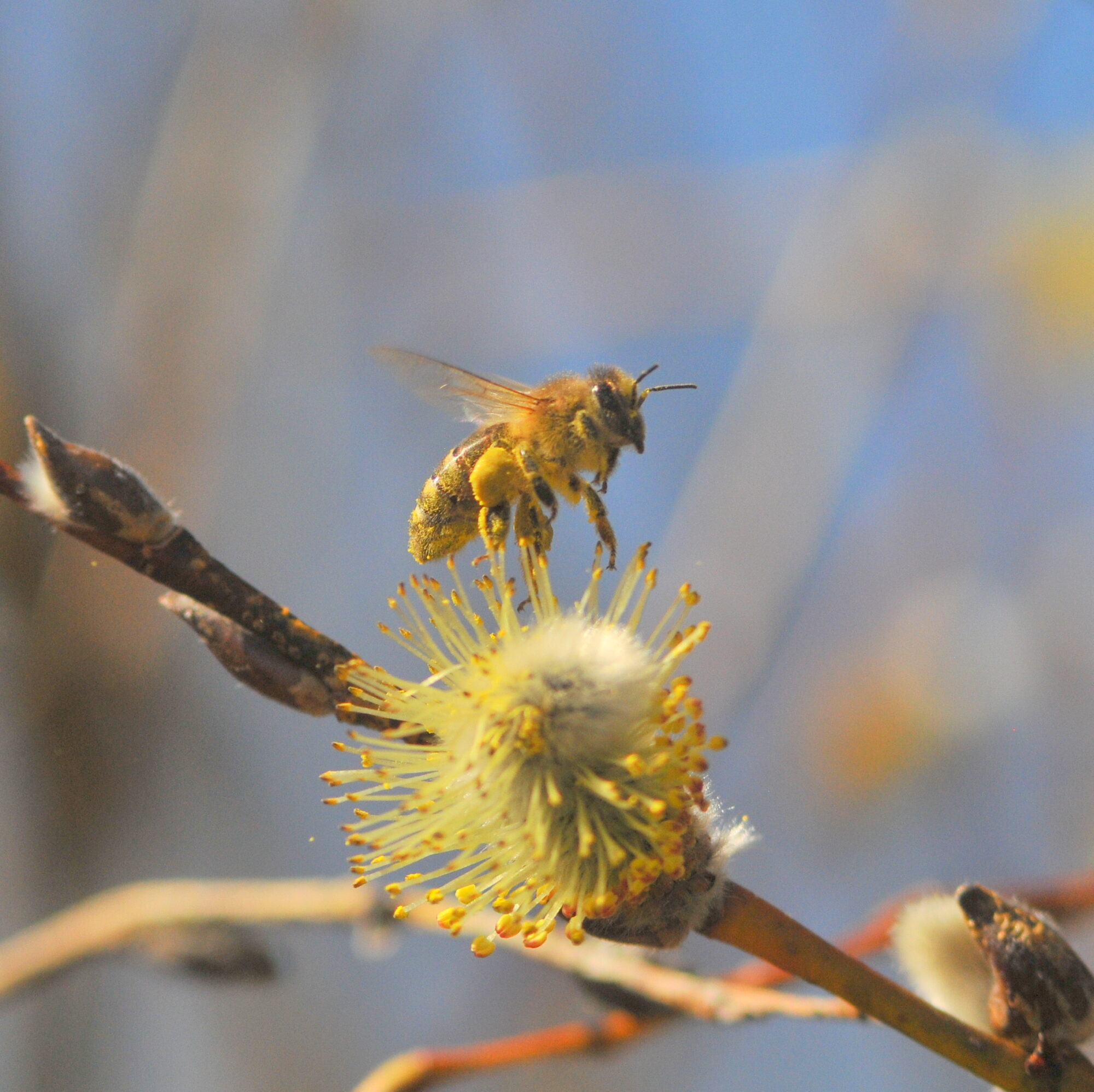 Valokuvaaja: Kaarlo Asikainen