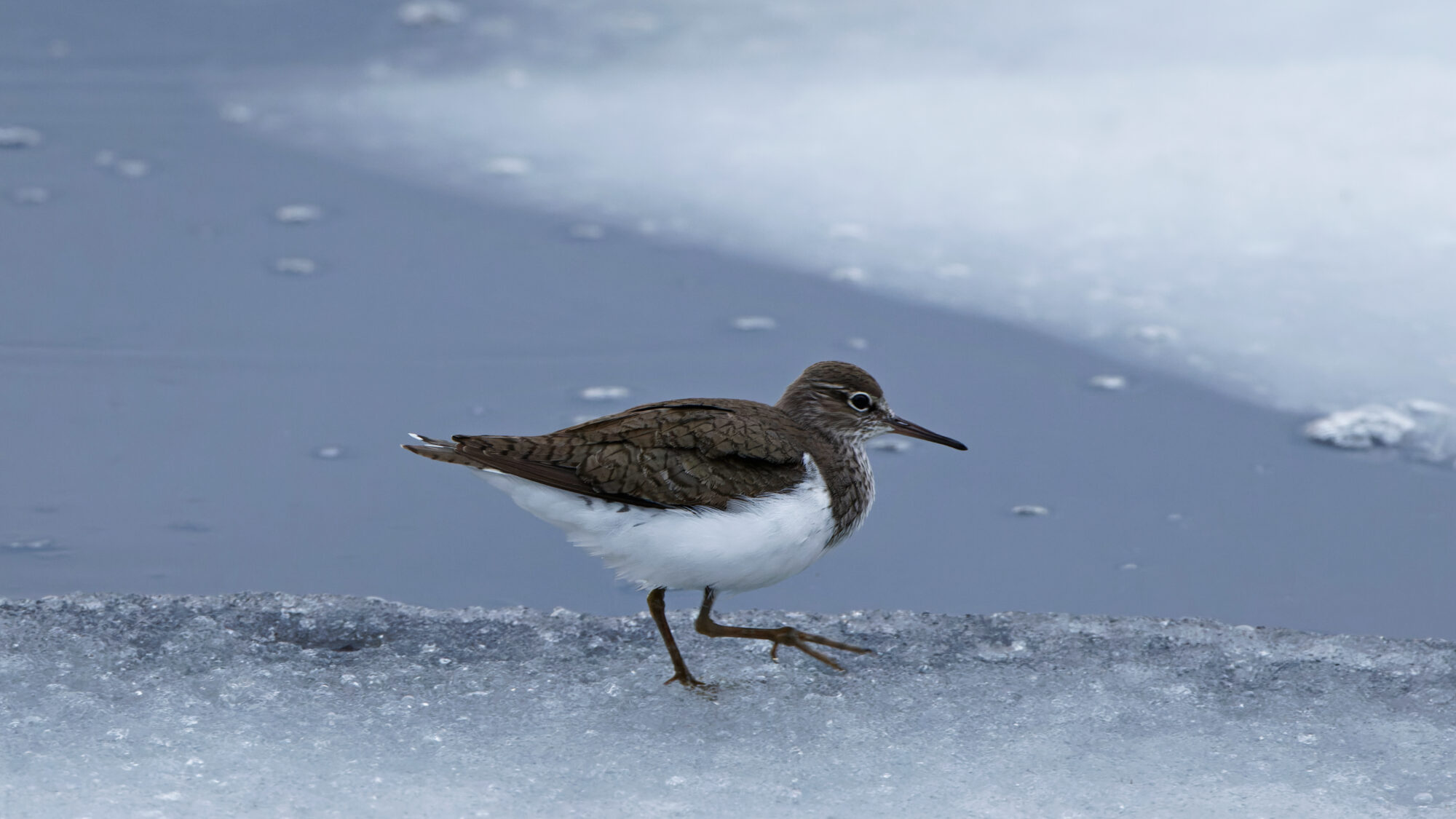 Valokuvaaja: TOMMI KUJALA