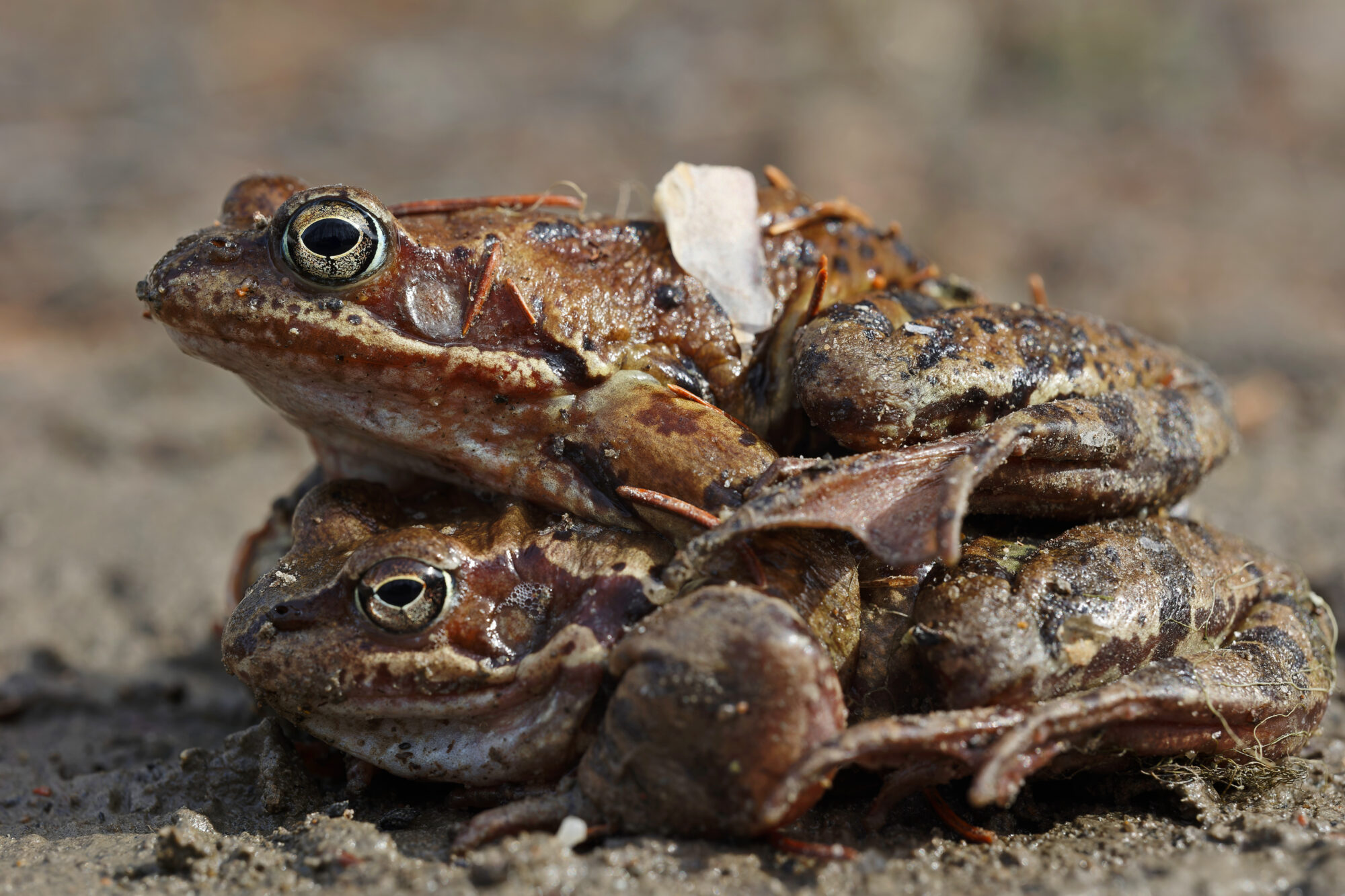 Valokuvaaja: TOMMI KUJALA