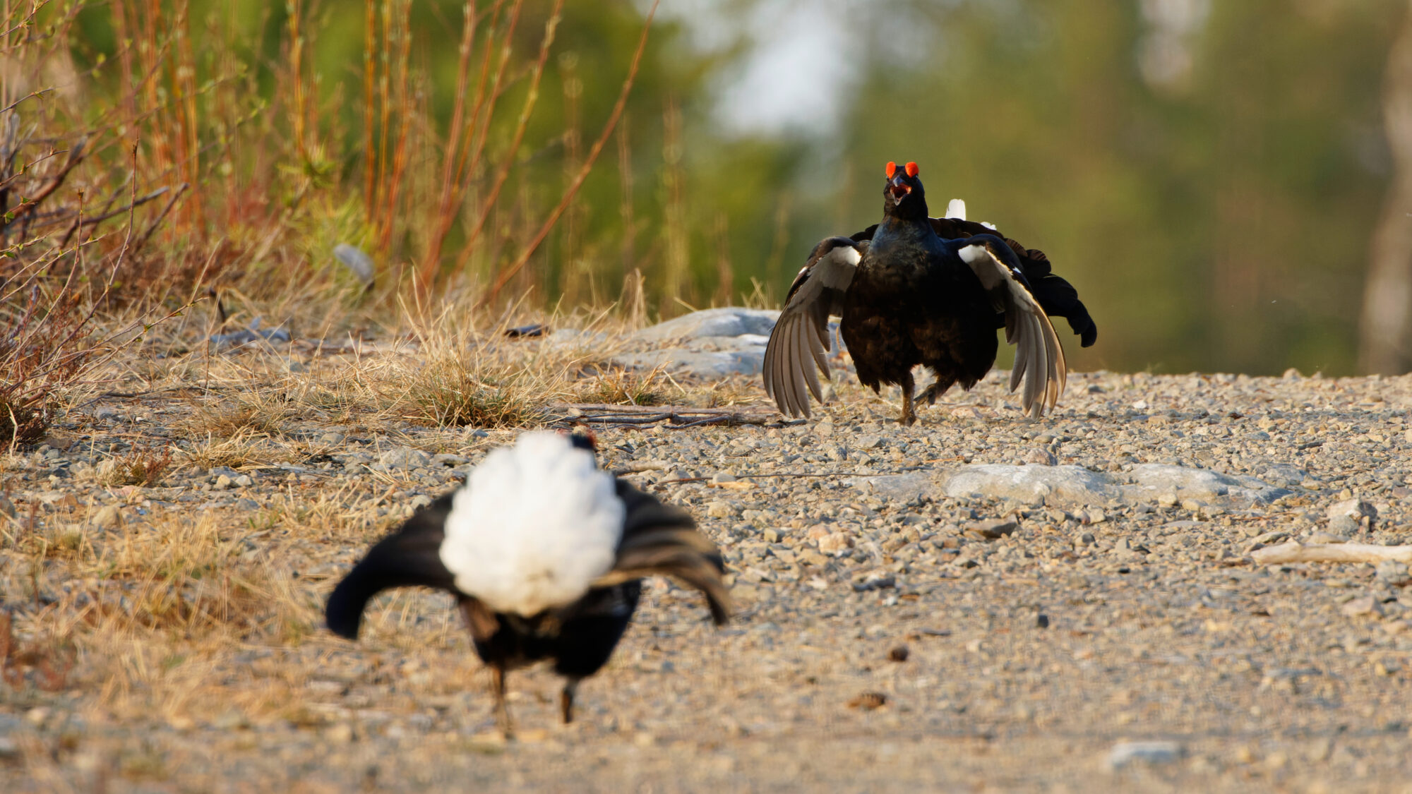 Valokuvaaja: TOMMI KUJALA