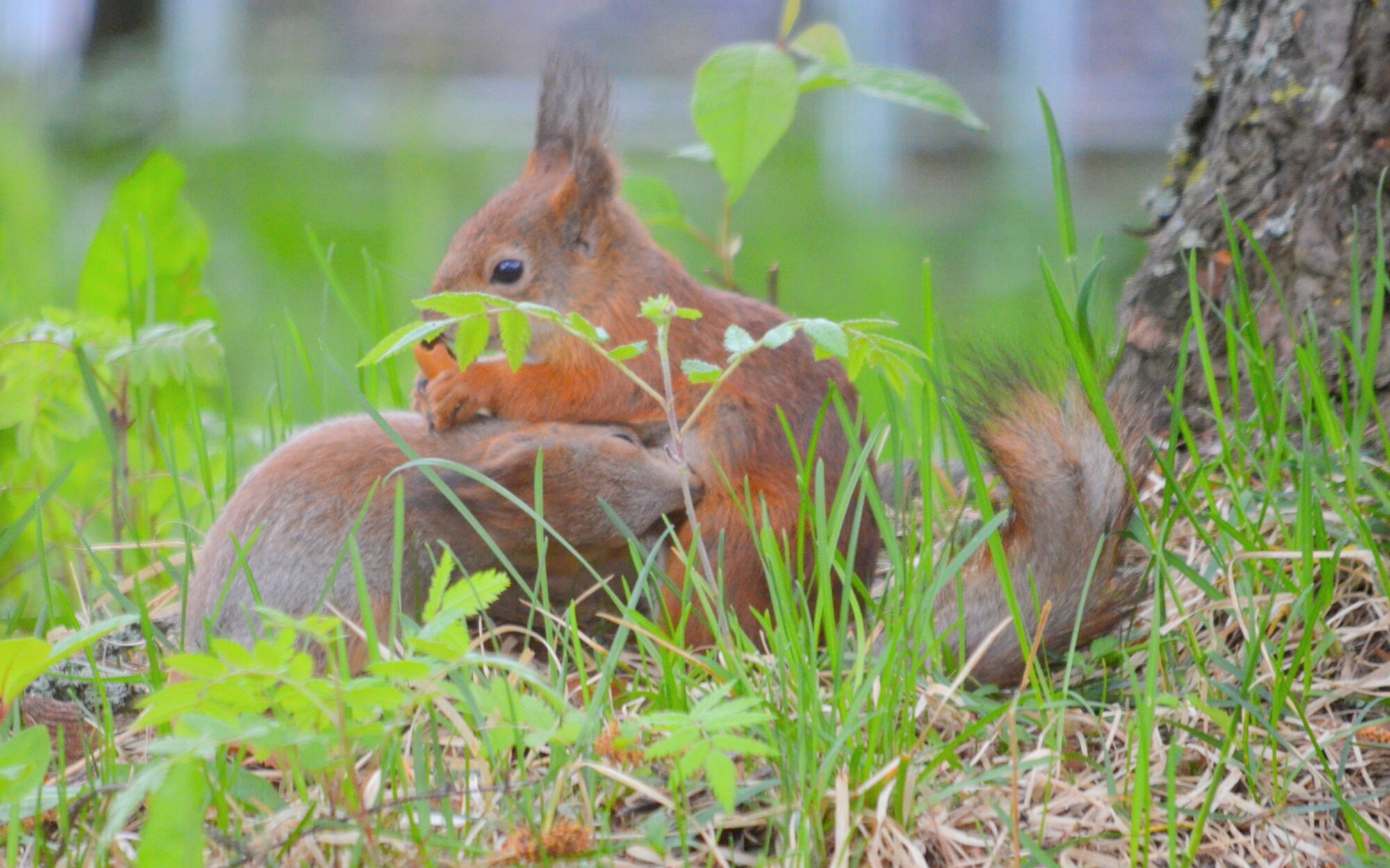 Valokuvaaja: Kaarlo Asikainen