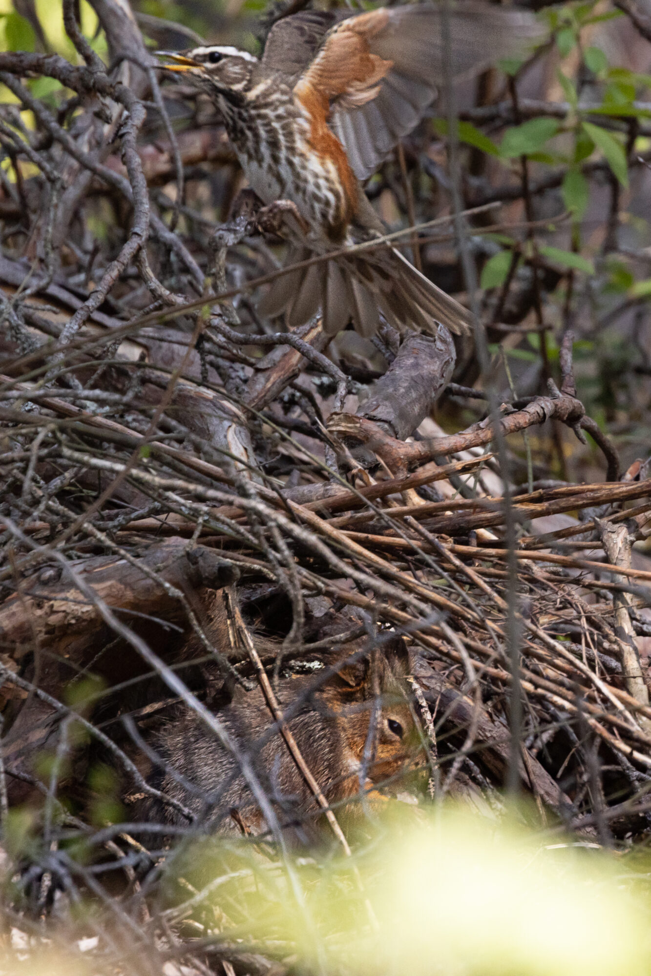 Valokuvaaja: Heikki Rantala
