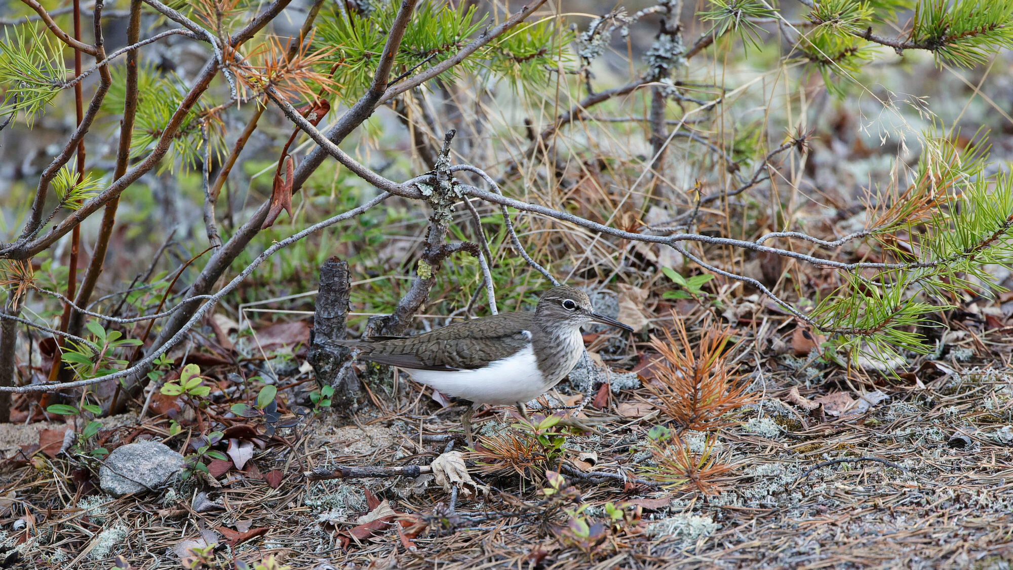 Valokuvaaja: TOMMI KUJALA