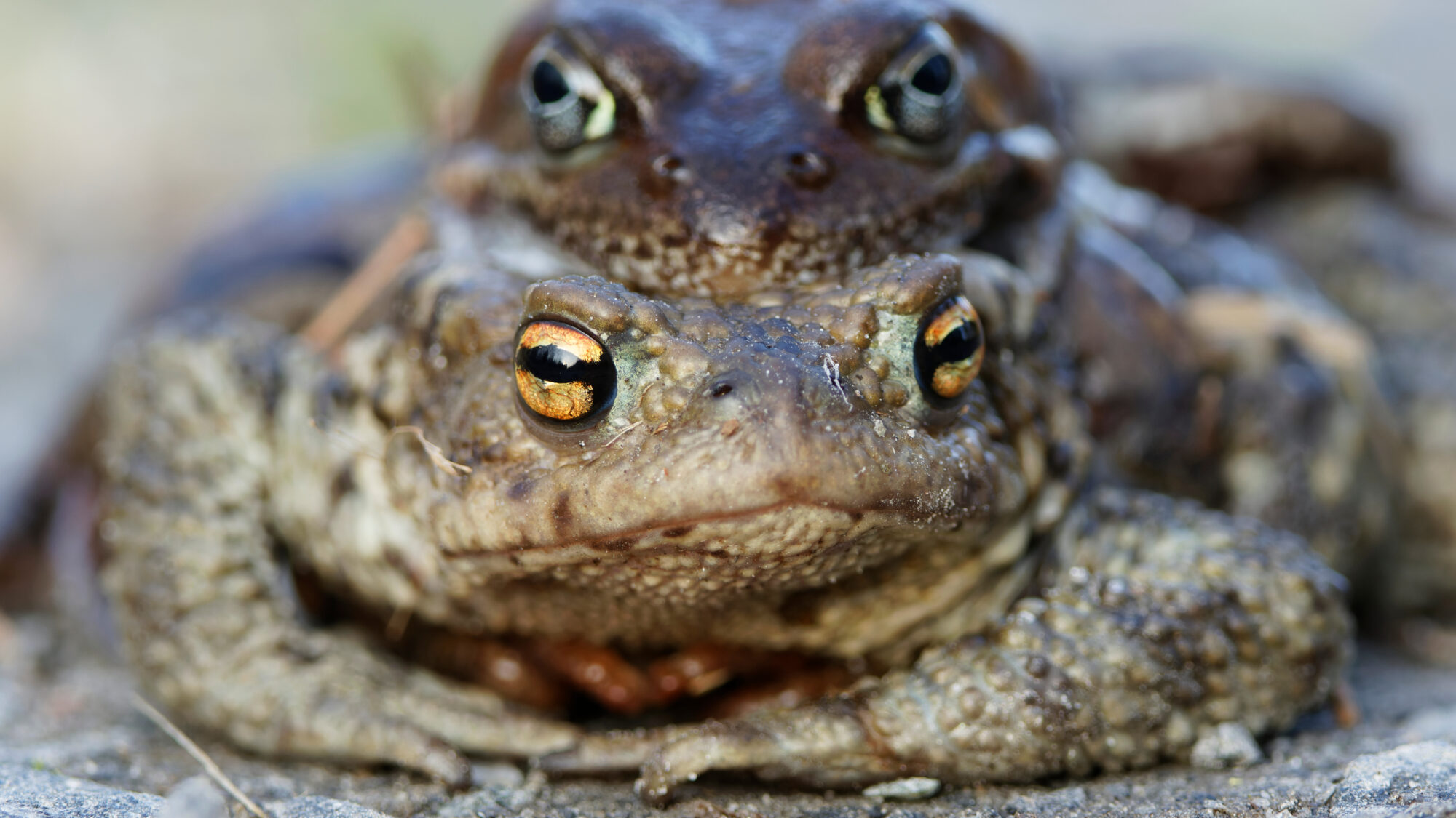 Valokuvaaja: TOMMI KUJALA