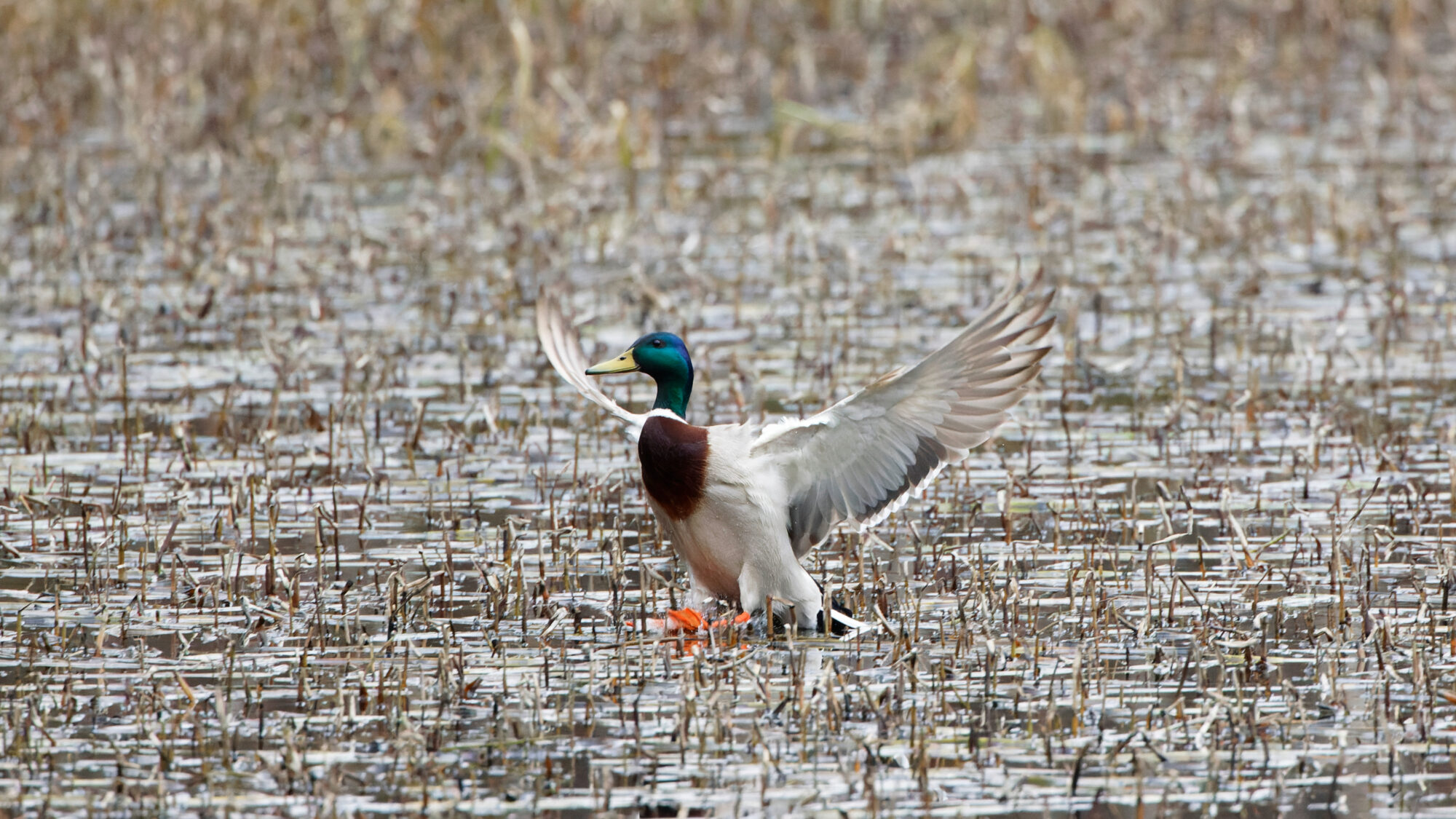 Valokuvaaja: TOMMI KUJALA