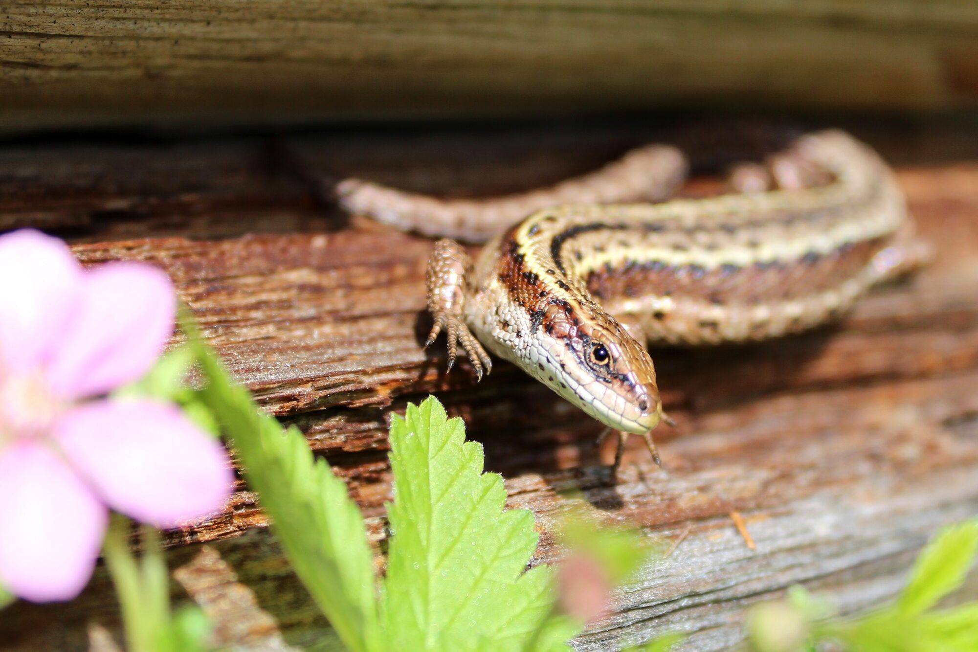 Valokuvaaja: Paula Savelius