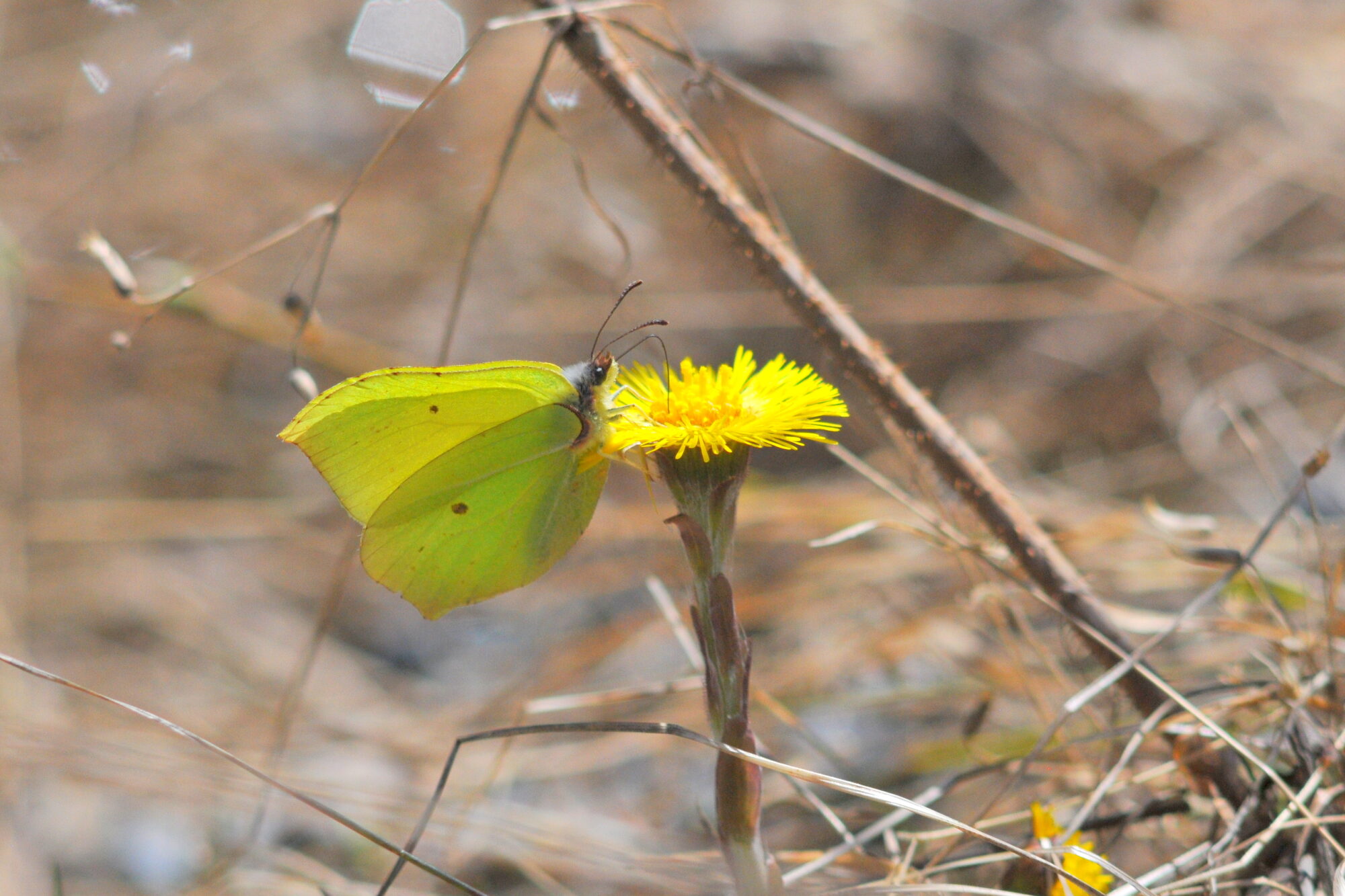 Valokuvaaja: Kaarlo Asikainen Valokuvaaja: Kaarlo Asikainen