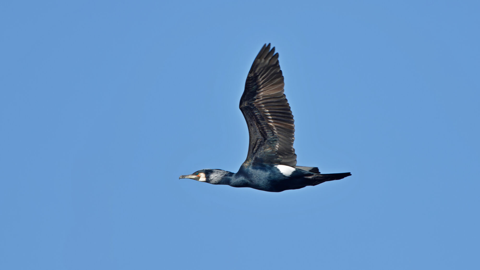 Valokuvaaja: TOMMI KUJALA