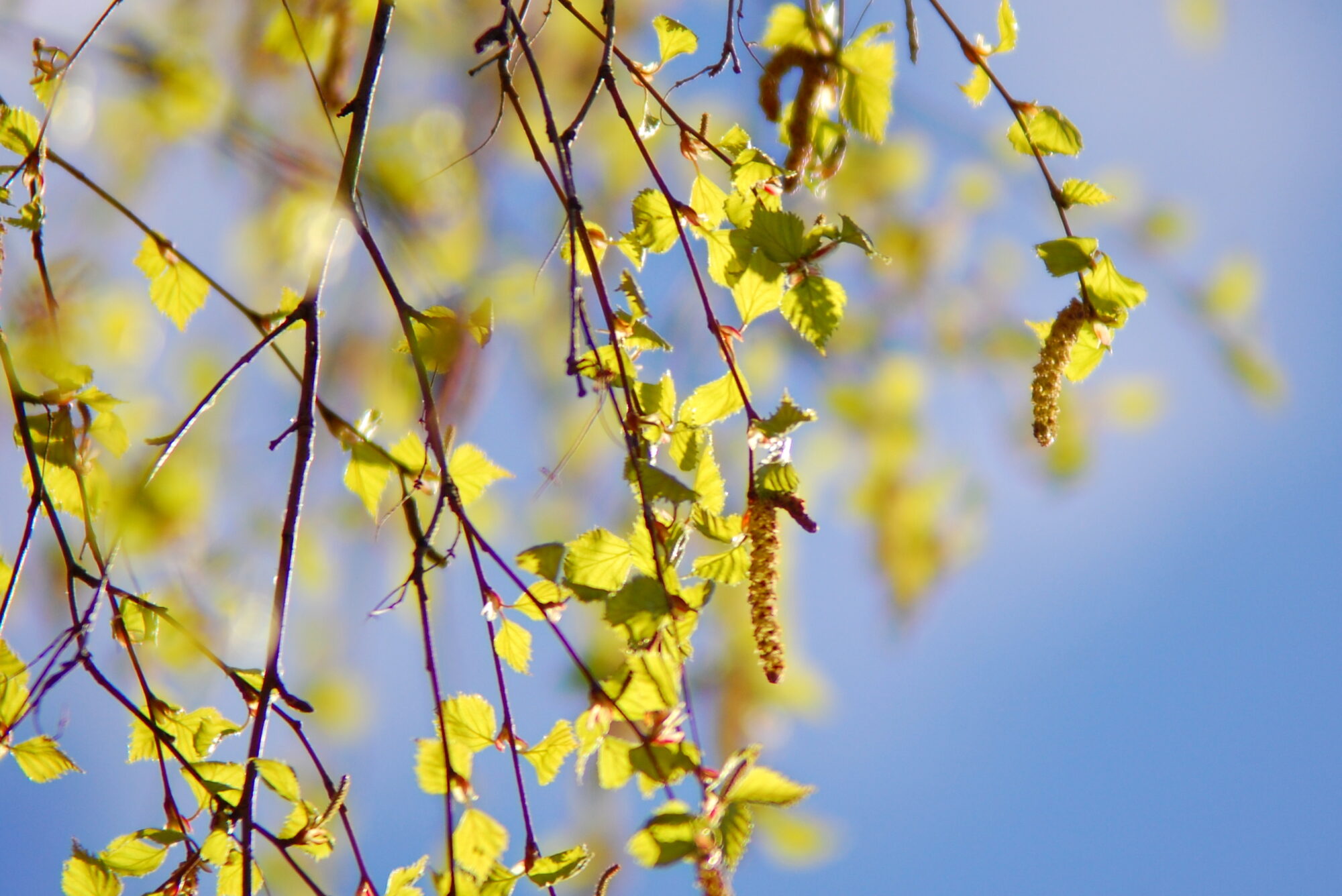 Valokuvaaja: Kaarlo Asikainen Valokuvaaja: Kaarlo Asikainen