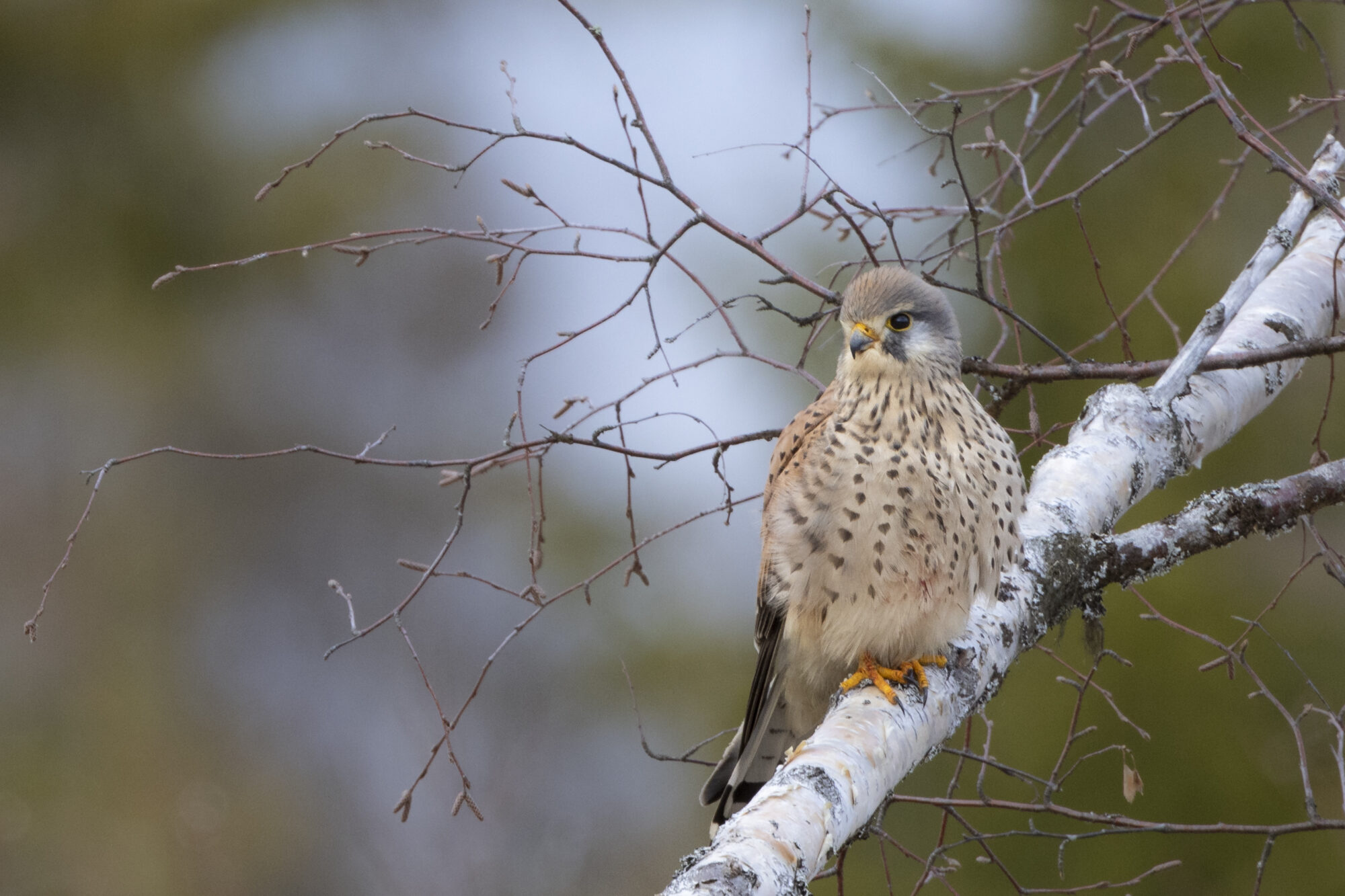 Valokuvaaja: TOMMI KUJALA