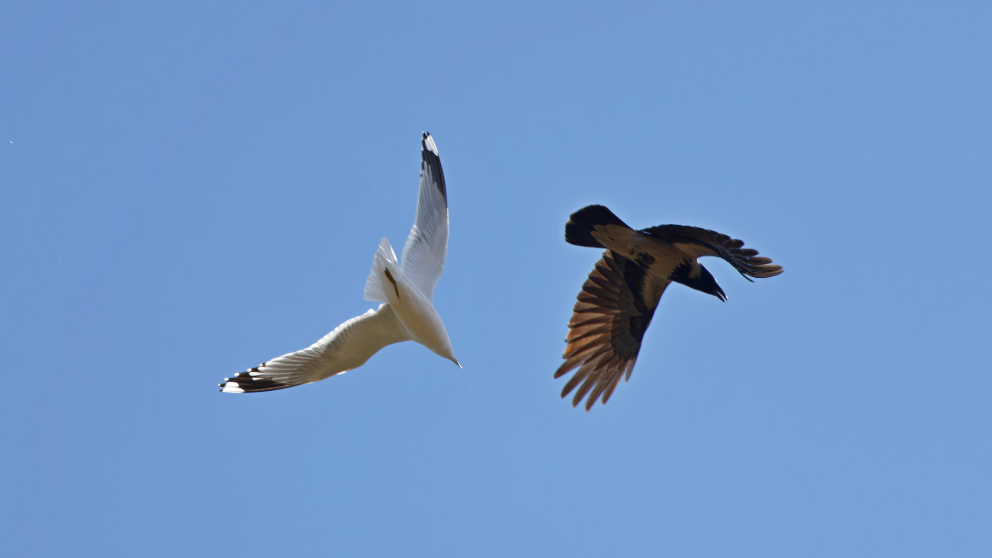 Valokuvaaja: TOMMI KUJALA