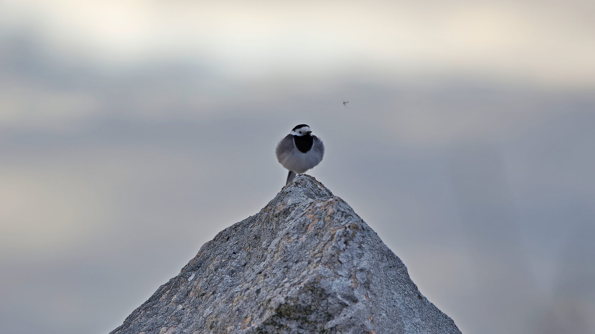 Valokuvaaja: TOMMI KUJALA