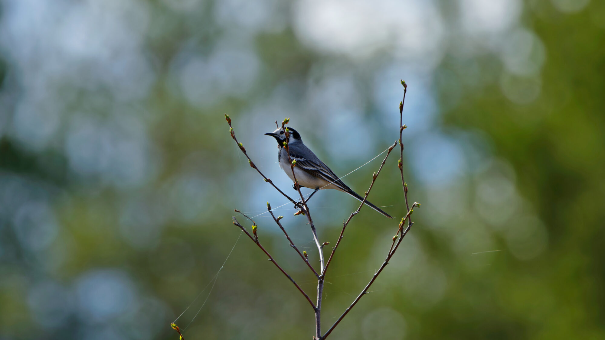 Valokuvaaja: TOMMI KUJALA