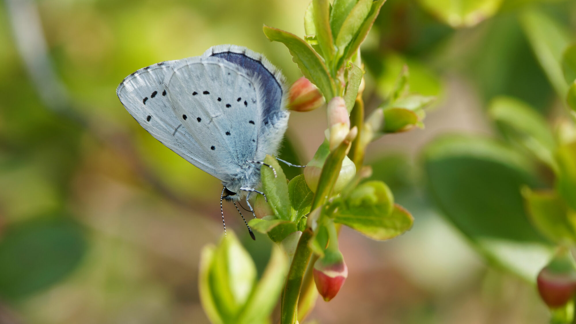 Valokuvaaja: TOMMI KUJALA