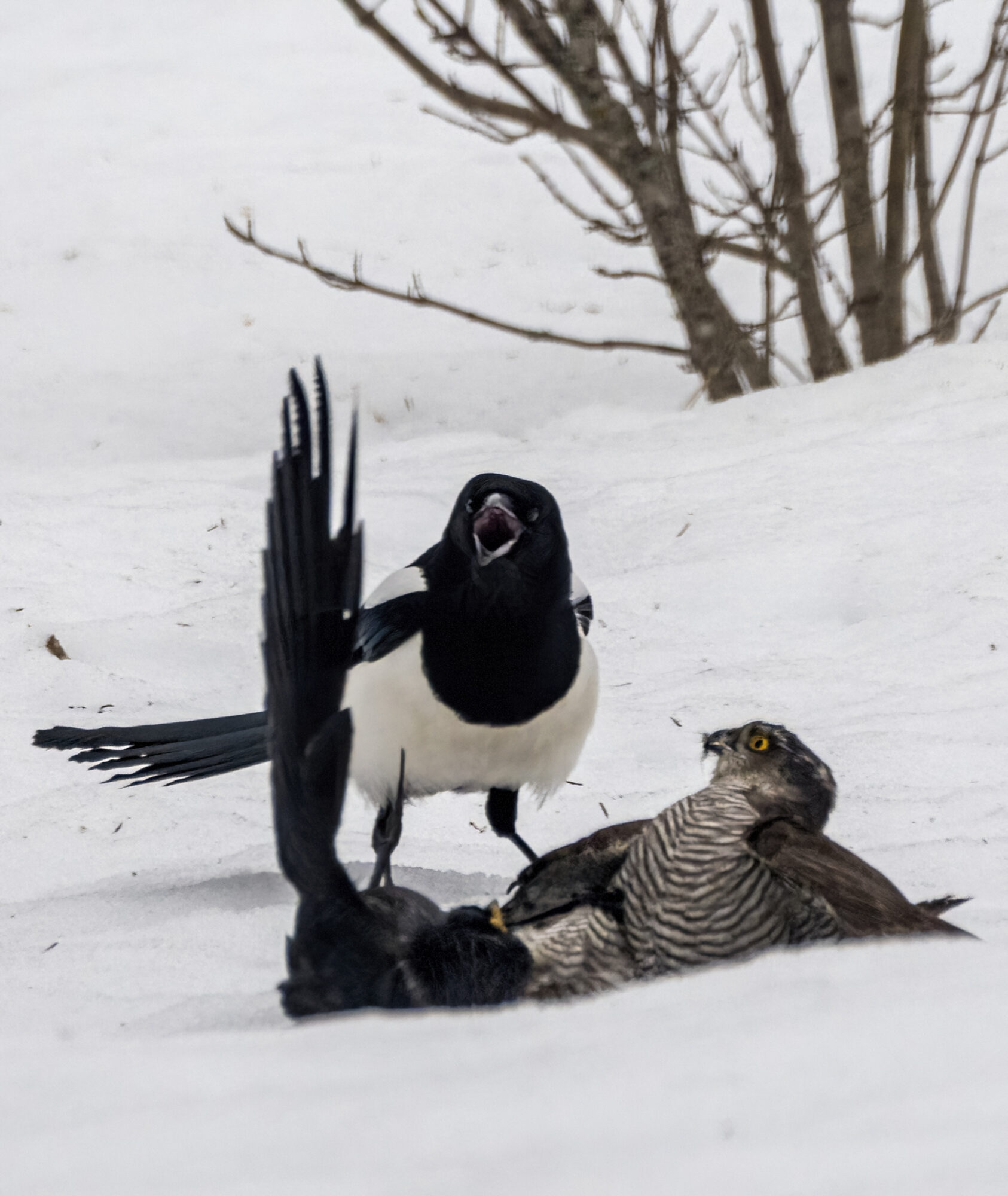 Valokuvaaja: Hannu Tikkanen