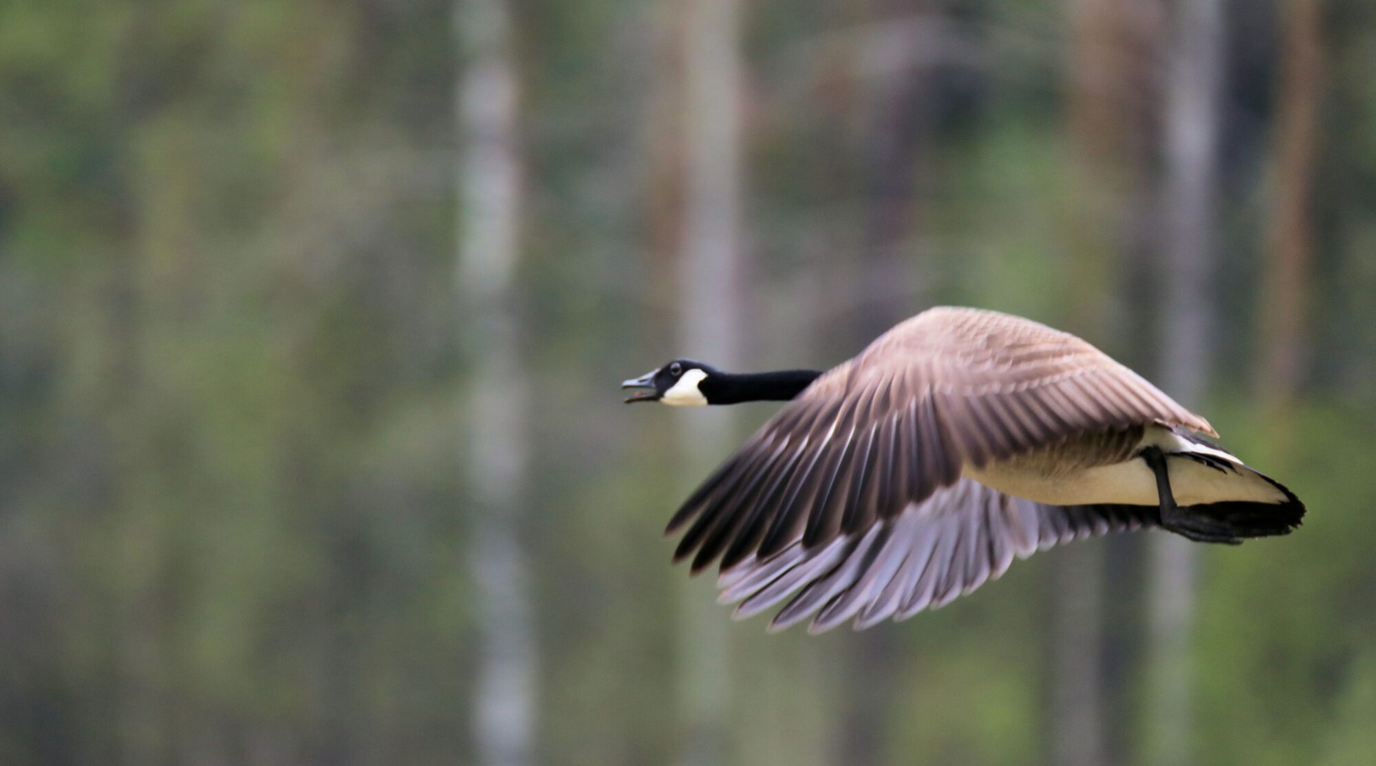 Valokuvaaja: Ahti Keränen