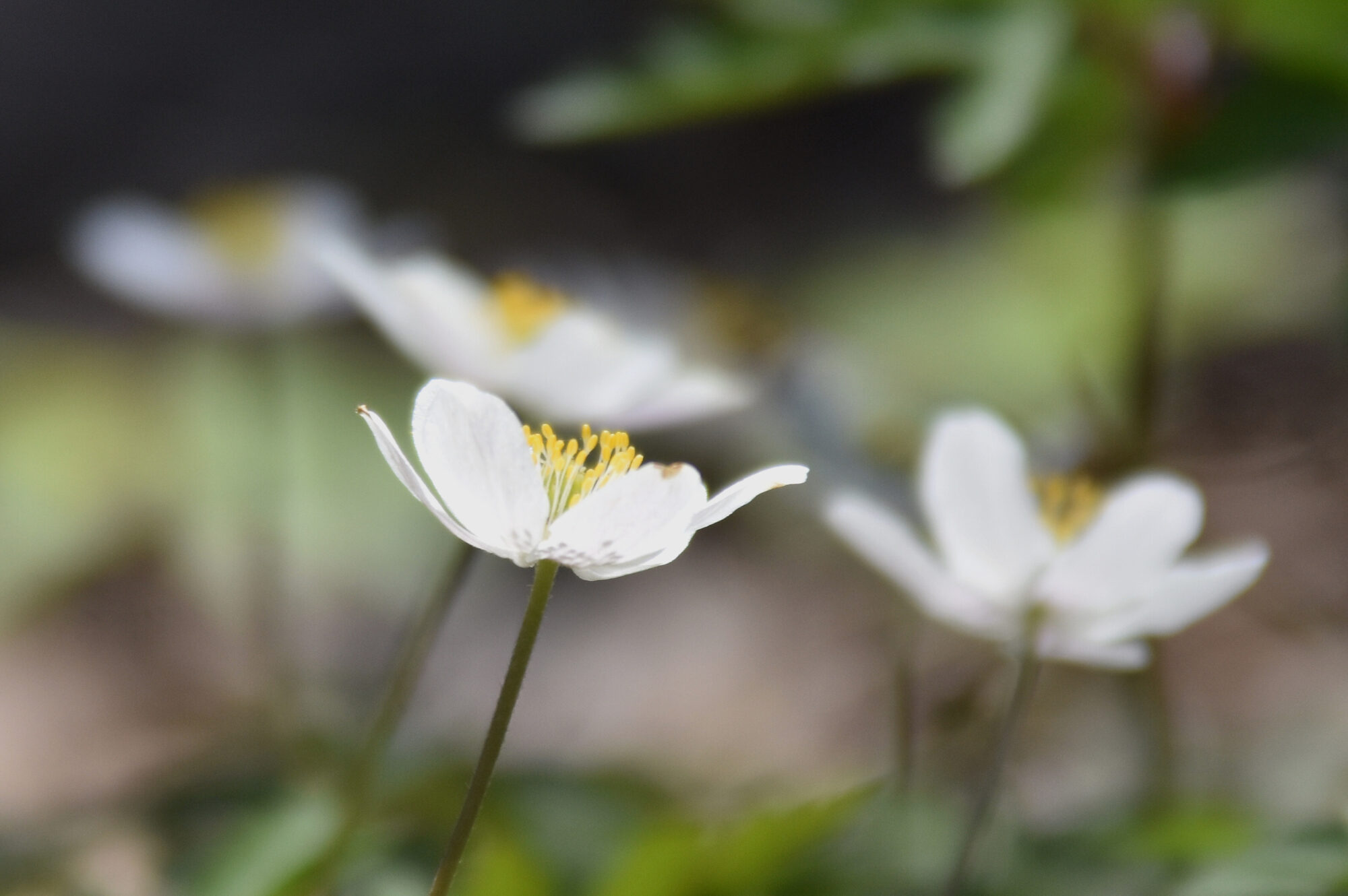 Valokuvaaja: Antti Kaskinen