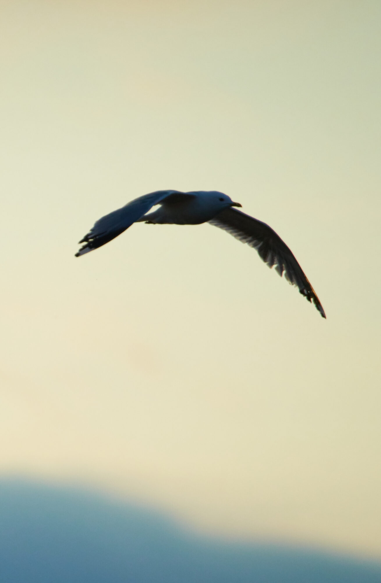 Valokuvaaja: Tarja Kouvo